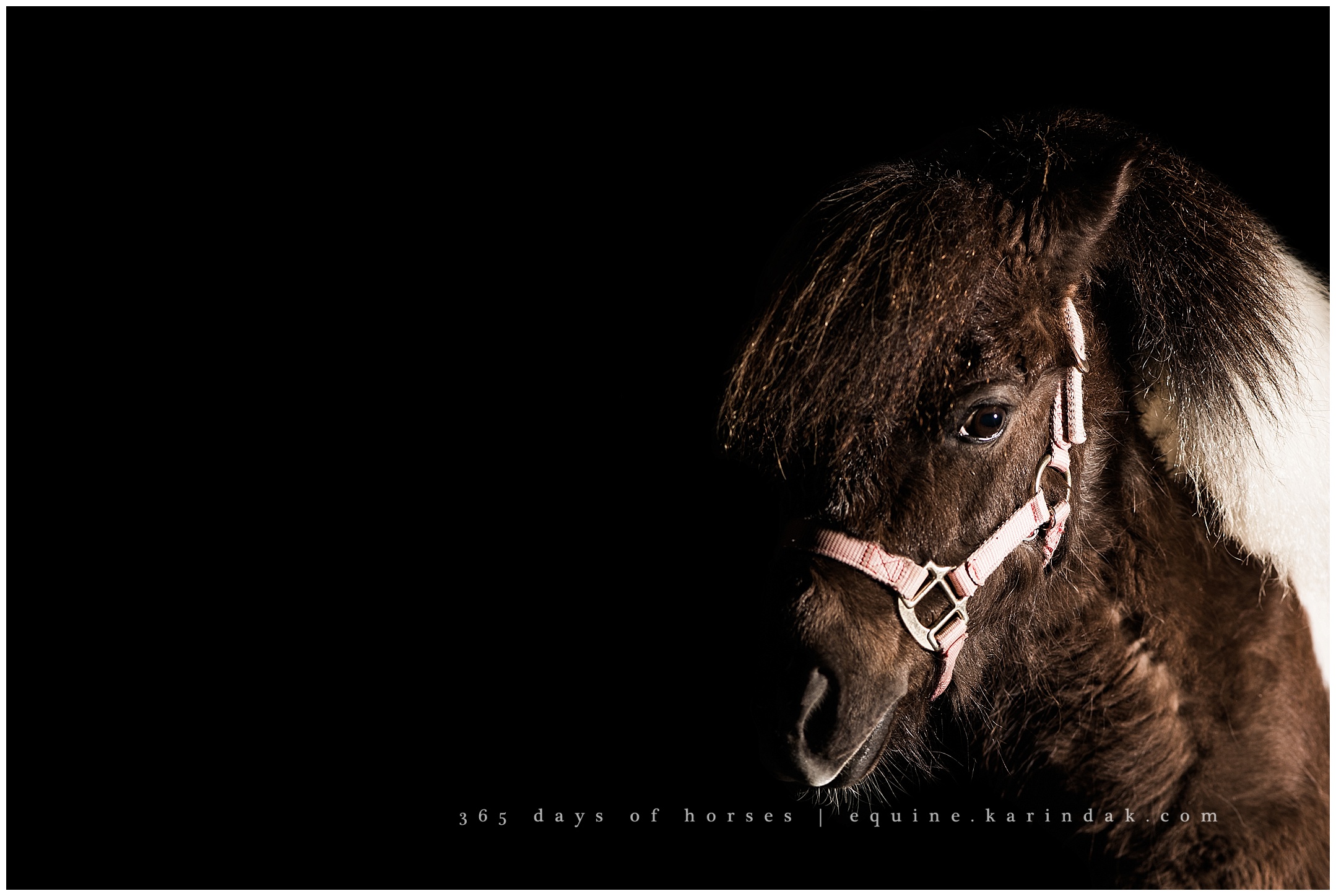 Texas Equine Photographer | Karinda K Texas Equine Photography | equine.test.karindak.com