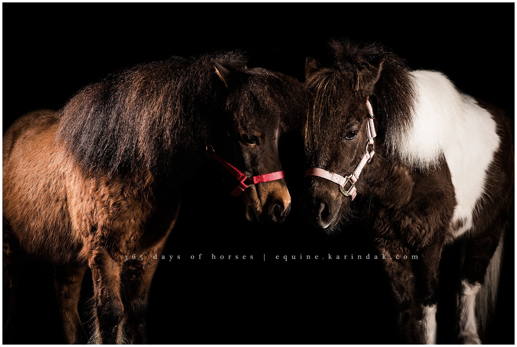 Texas Equine Photographer | Karinda K Texas Equine Photography | equine.test.karindak.com