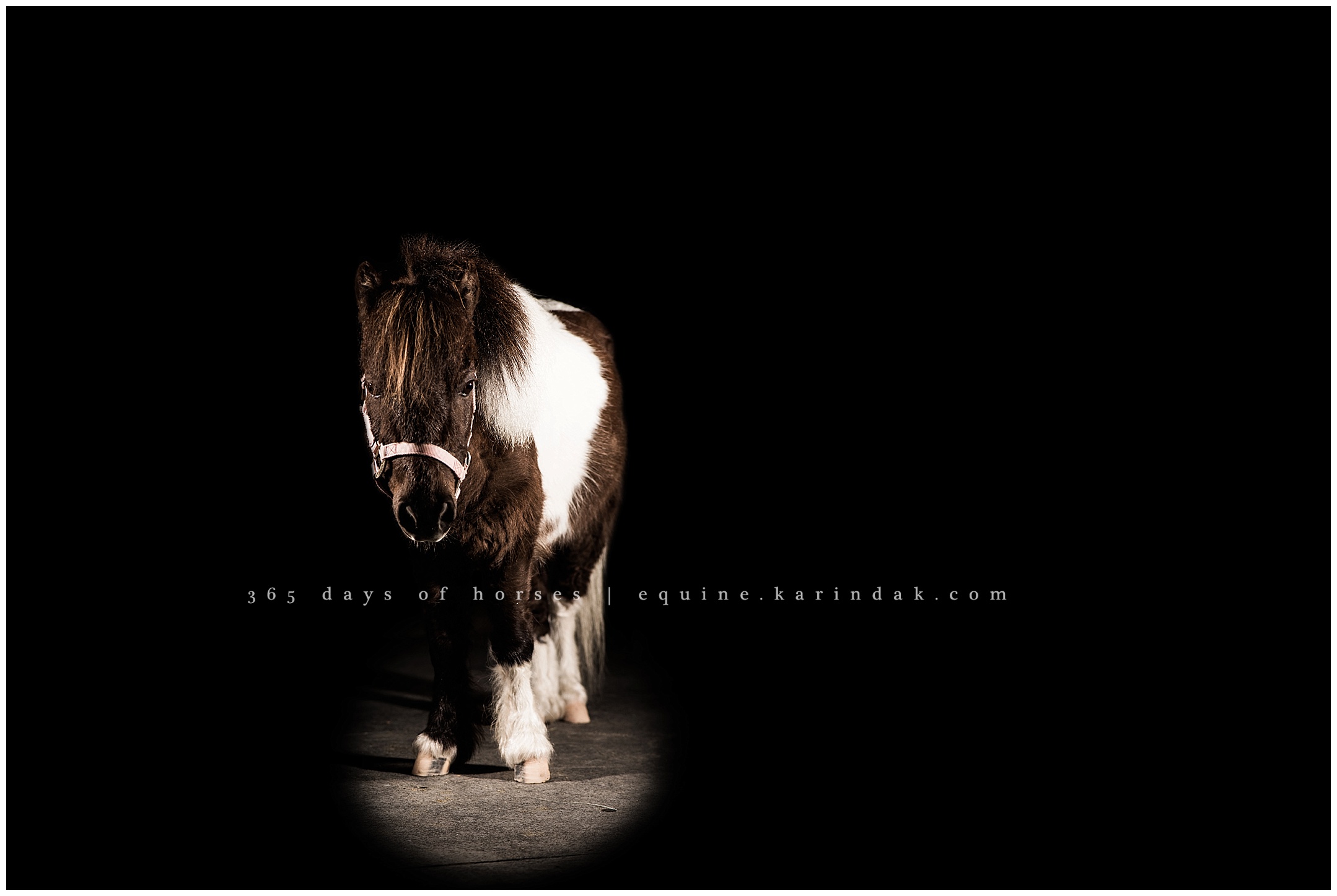 Texas Equine Photographer | Karinda K Texas Equine Photography | equine.test.karindak.com