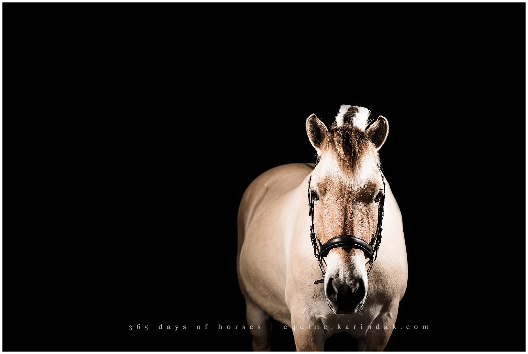 San Antonio Equine Photography | Karinda K Texas Equine Photography | equine.test.karindak.com