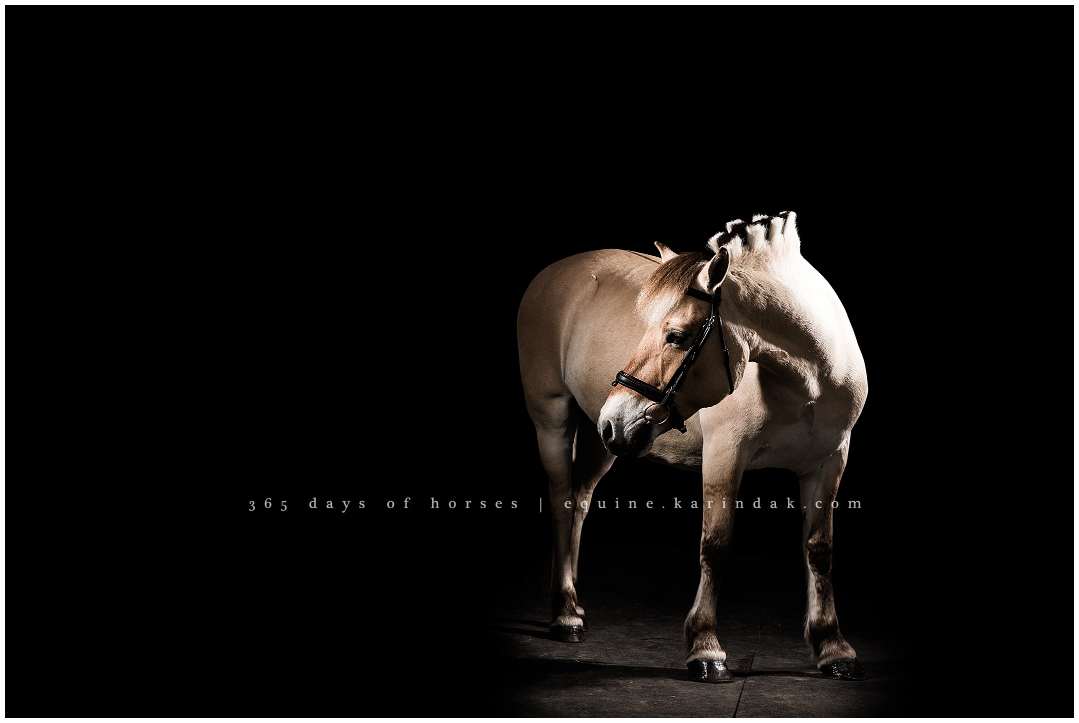 San Antonio Equine Photography | Karinda K Texas Equine Photography | equine.test.karindak.com