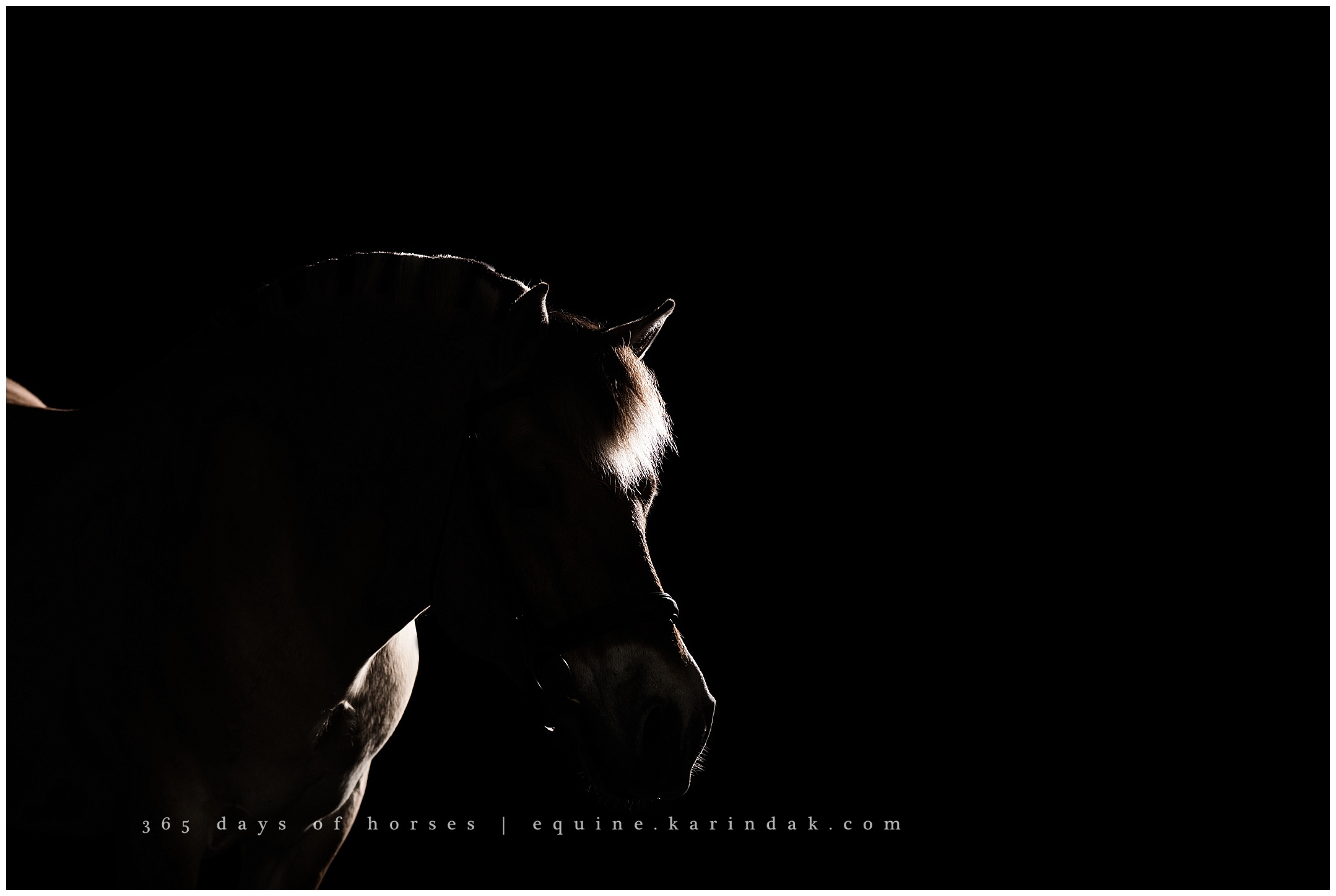 San Antonio Equine Photography | Karinda K Texas Equine Photography | equine.test.karindak.com