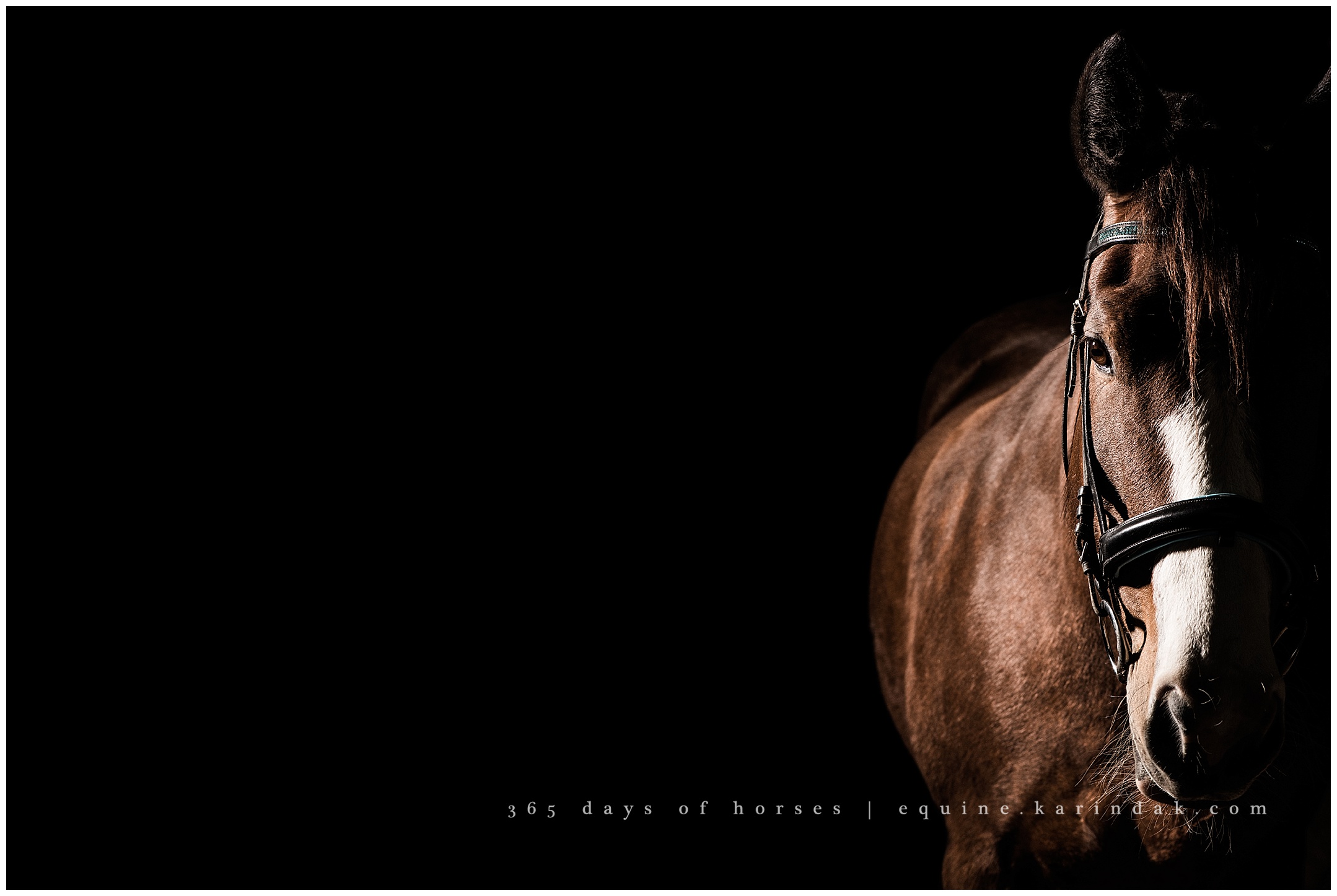 Texas Horse Photography | Karinda K Texas Equine Photography | equine.test.karindak.com