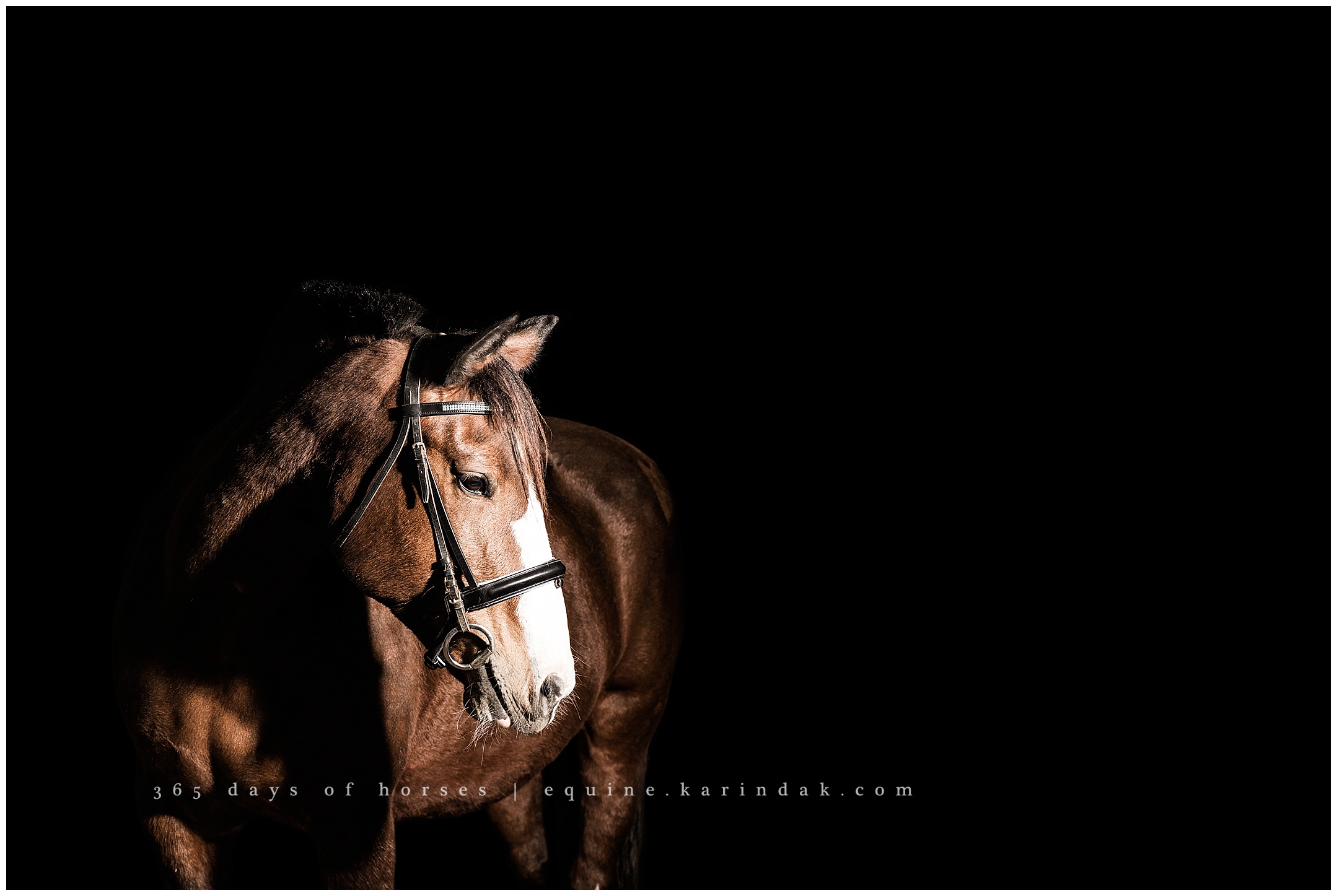 Texas Horse Photography | Karinda K Texas Equine Photography | equine.test.karindak.com