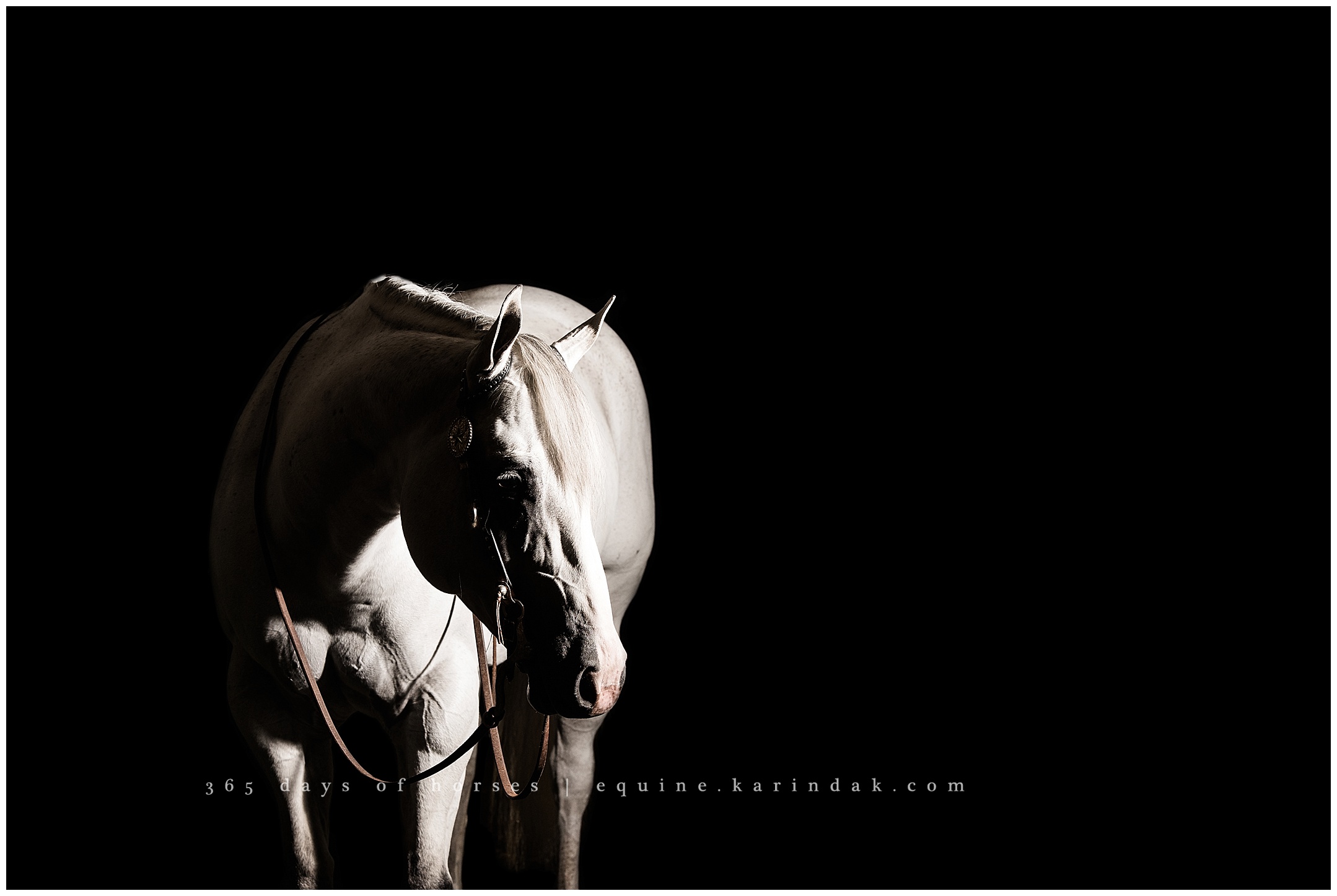 Houston Horse Photography | Karinda K Texas Equine Photography | equine.test.karindak.com