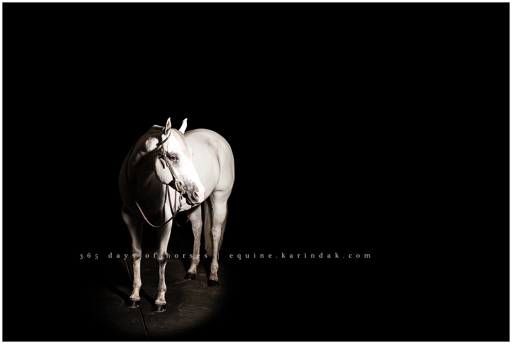 Houston Horse Photography | Karinda K Texas Equine Photography | equine.test.karindak.com