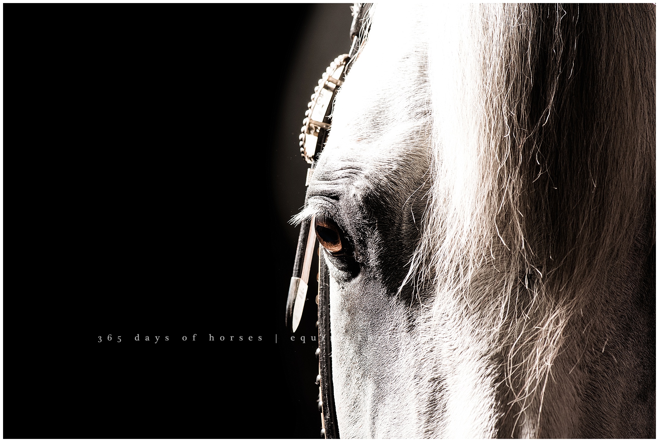 Houston Horse Photography | Karinda K Texas Equine Photography | equine.test.karindak.com