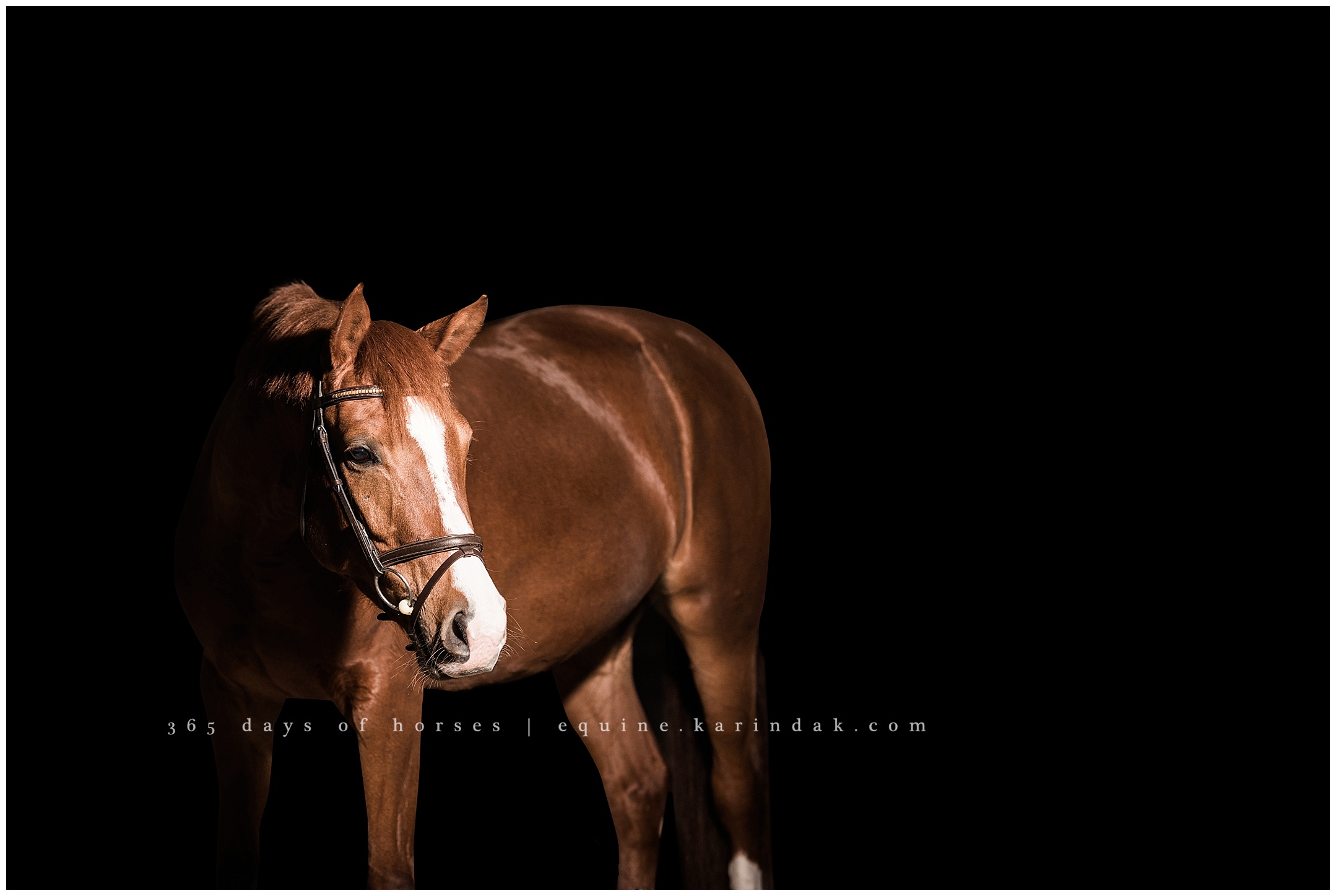 Austin Equine Photographer | Karinda K Texas Equine Photography | equine.test.karindak.com