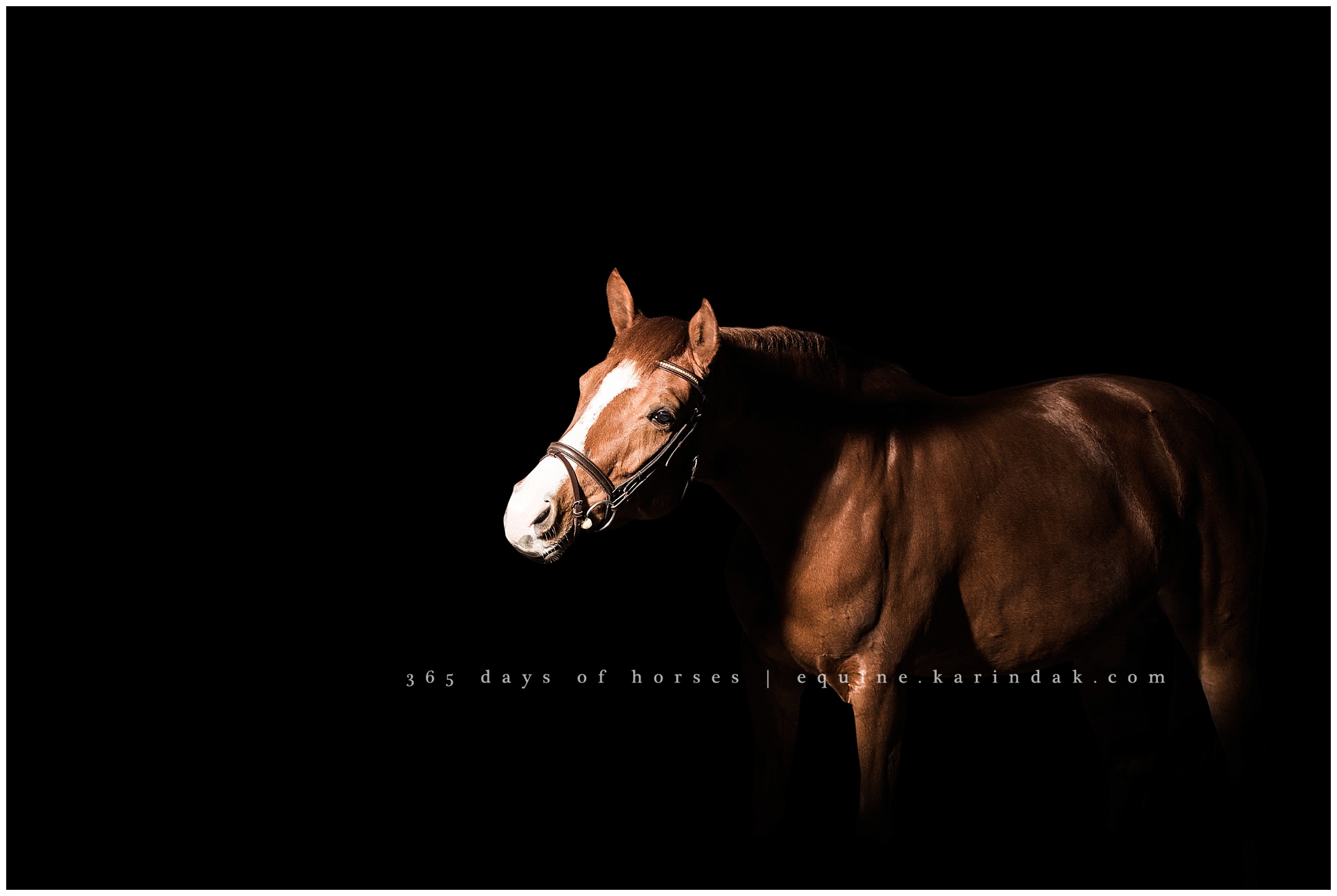Austin Equine Photographer | Karinda K Texas Equine Photography | equine.test.karindak.com
