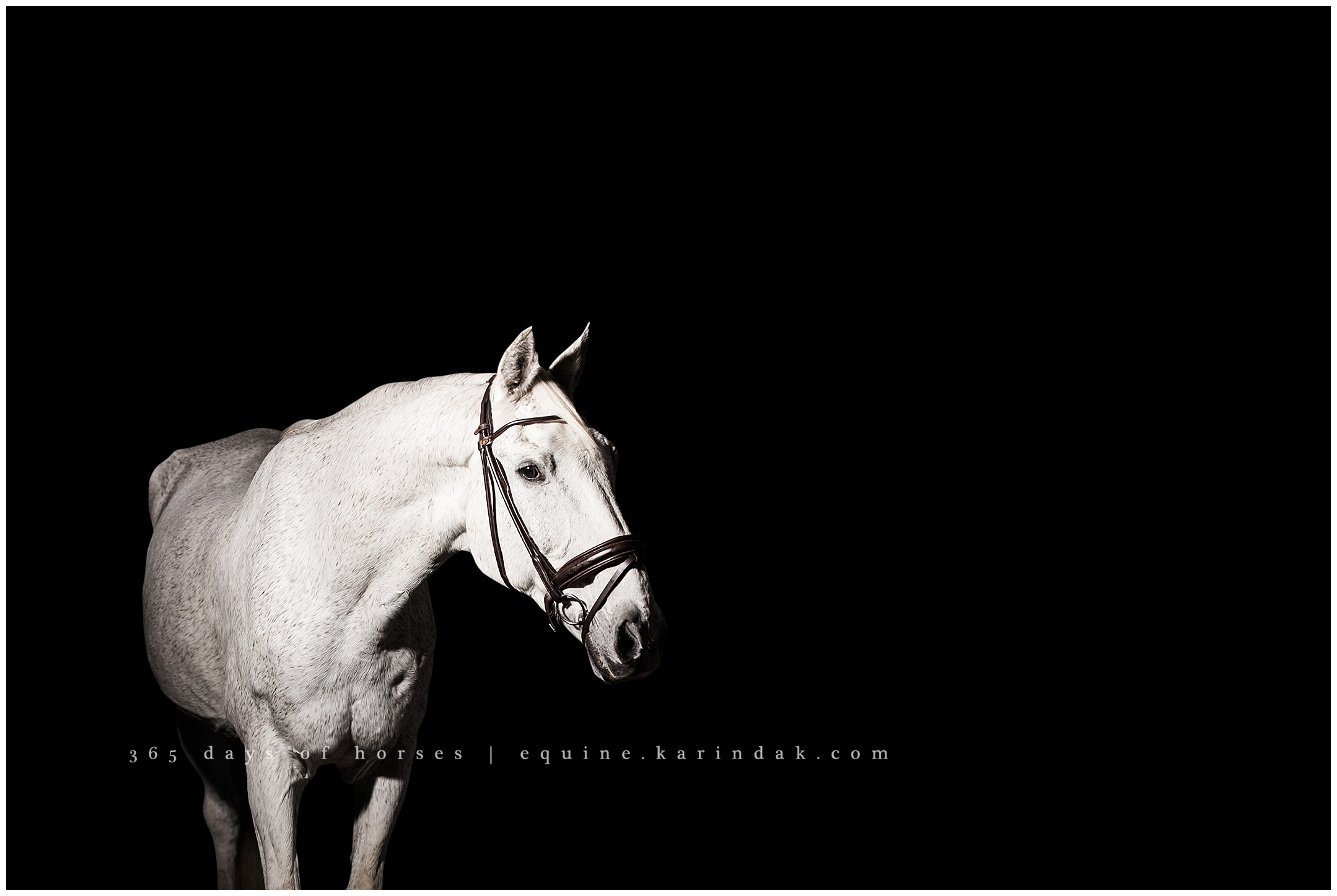 Dallas Horse Portraits | Karinda K Texas Equine Photography | equine.test.karindak.com