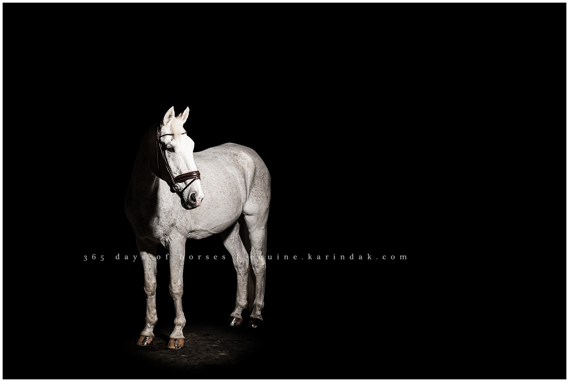 Dallas Horse Portraits | Karinda K Texas Equine Photography | equine.test.karindak.com