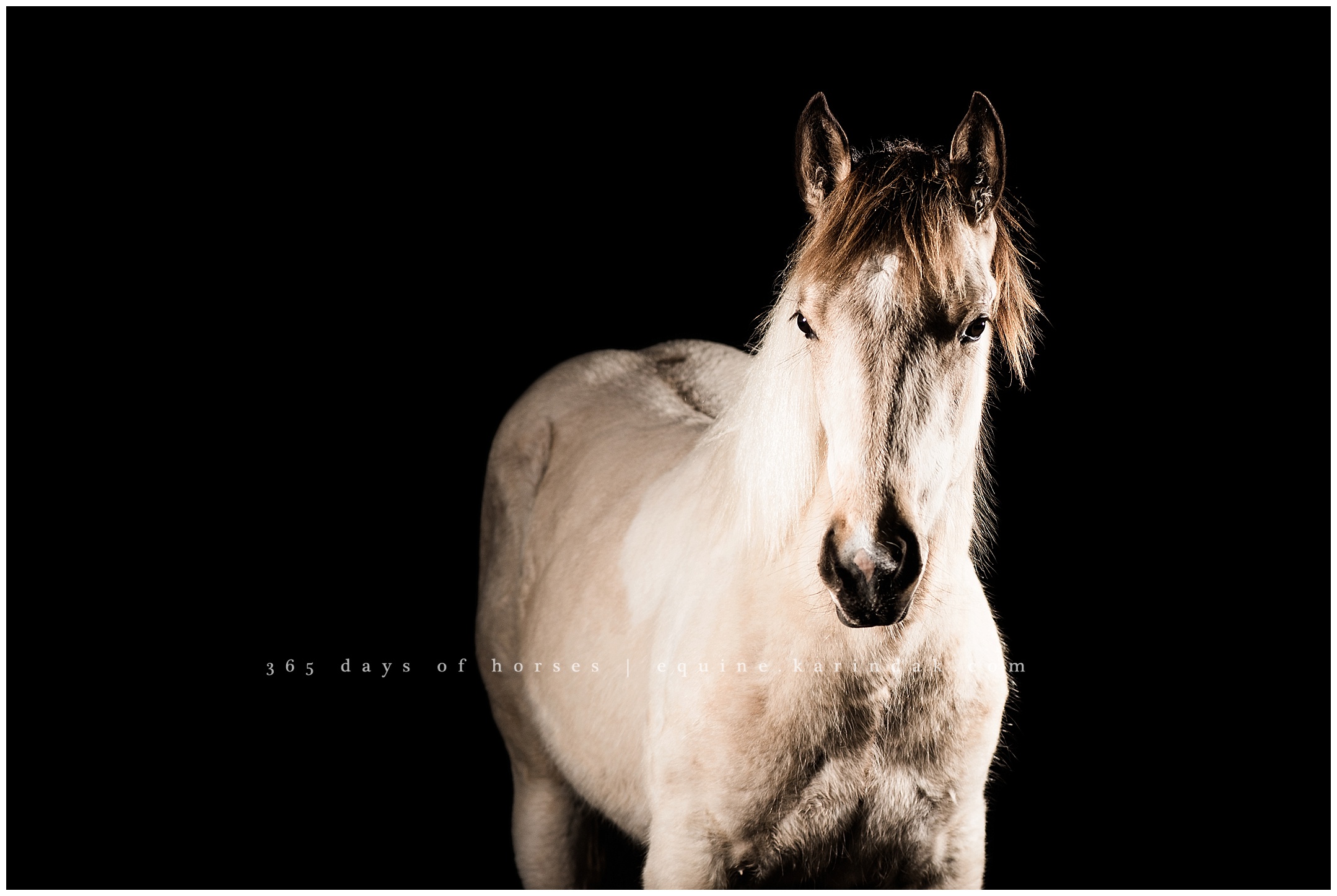 Austin Equine Photographer | Karinda K Texas Equine Photography | equine.test.karindak.com