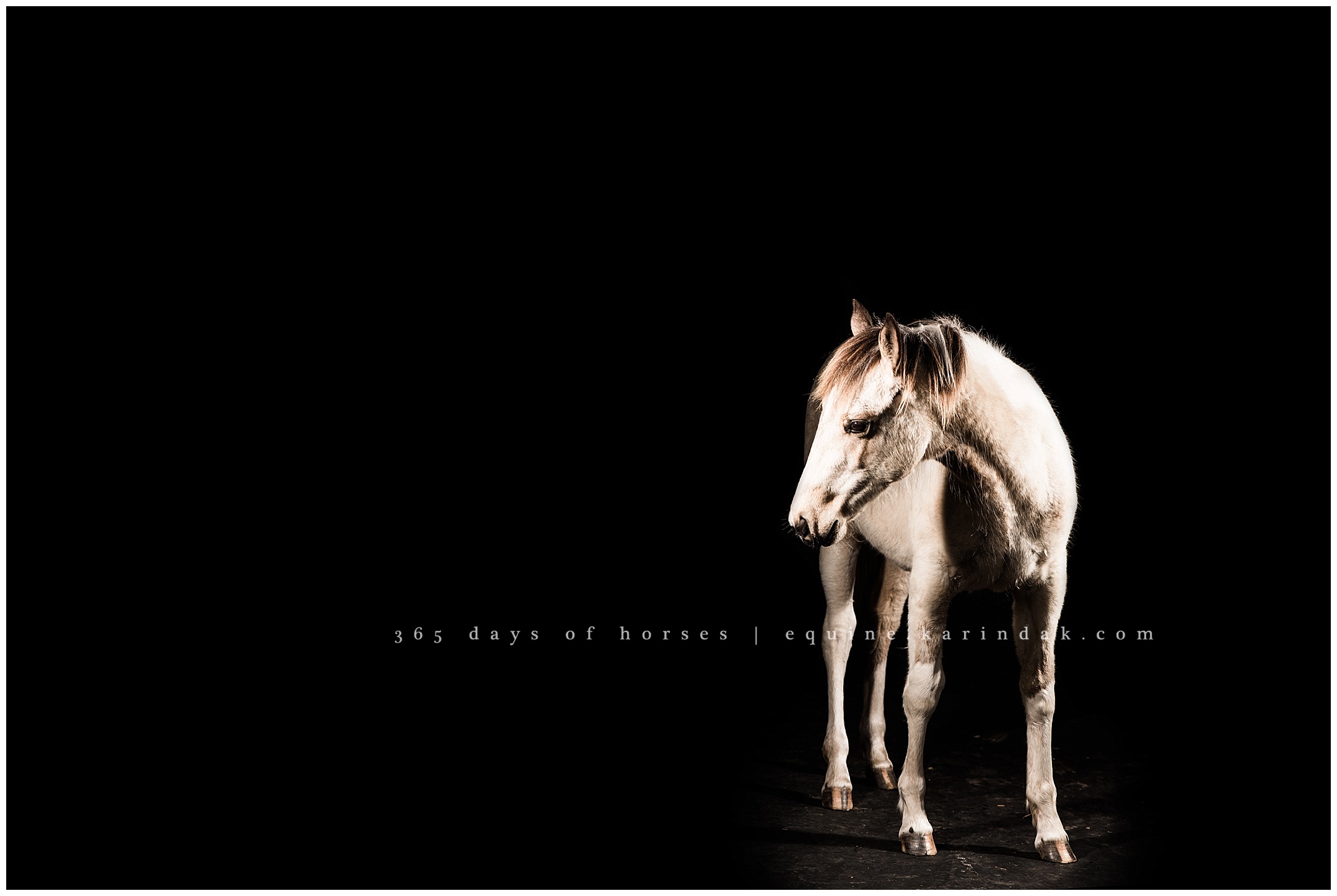 Austin Equine Photographer | Karinda K Texas Equine Photography | equine.test.karindak.com