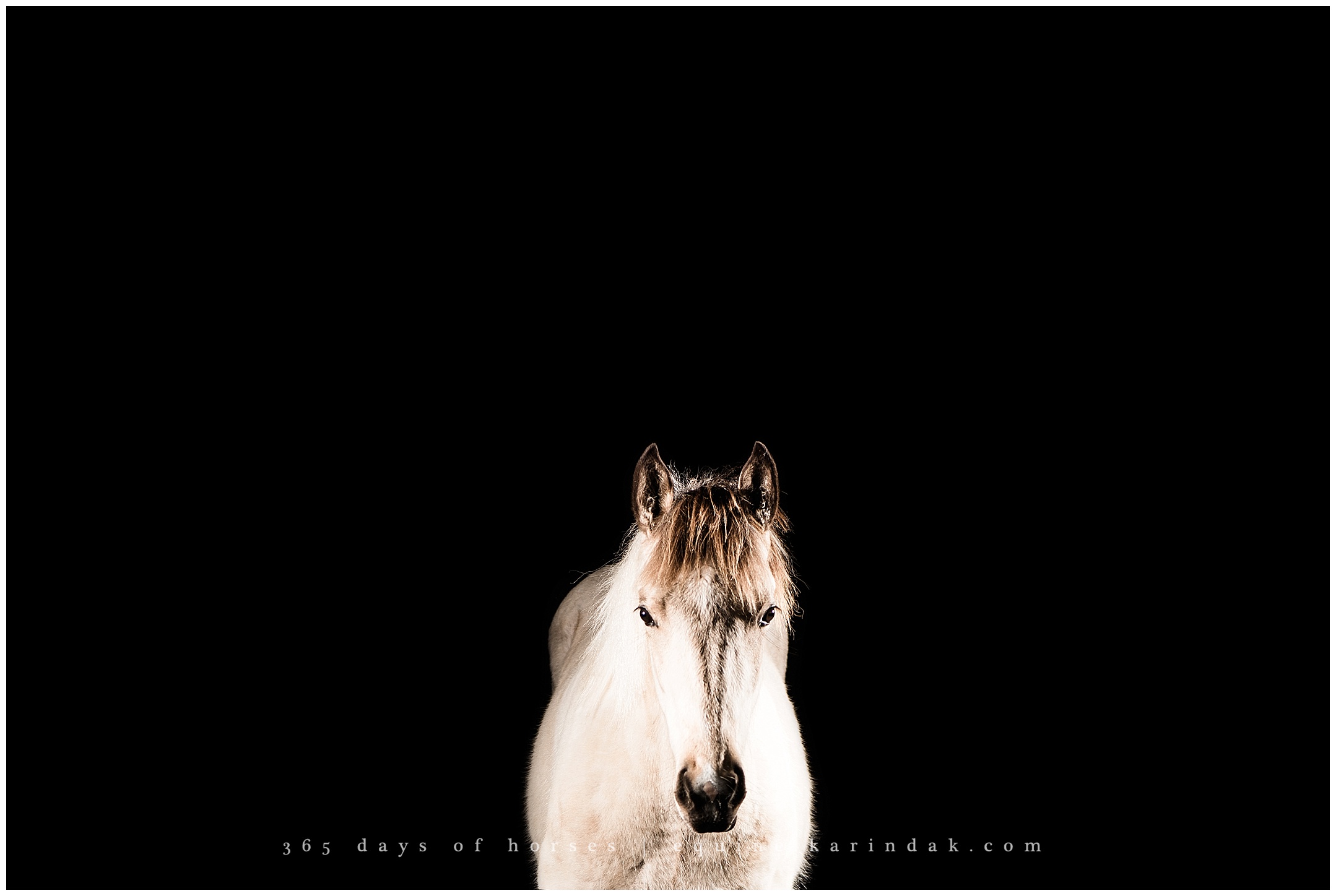 Austin Equine Photographer | Karinda K Texas Equine Photography | equine.test.karindak.com