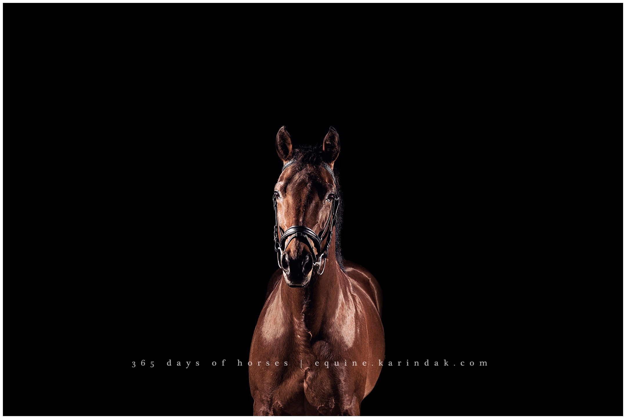 Texas Equine Photographer | Karinda K Texas Equine Photography | equine.test.karindak.com