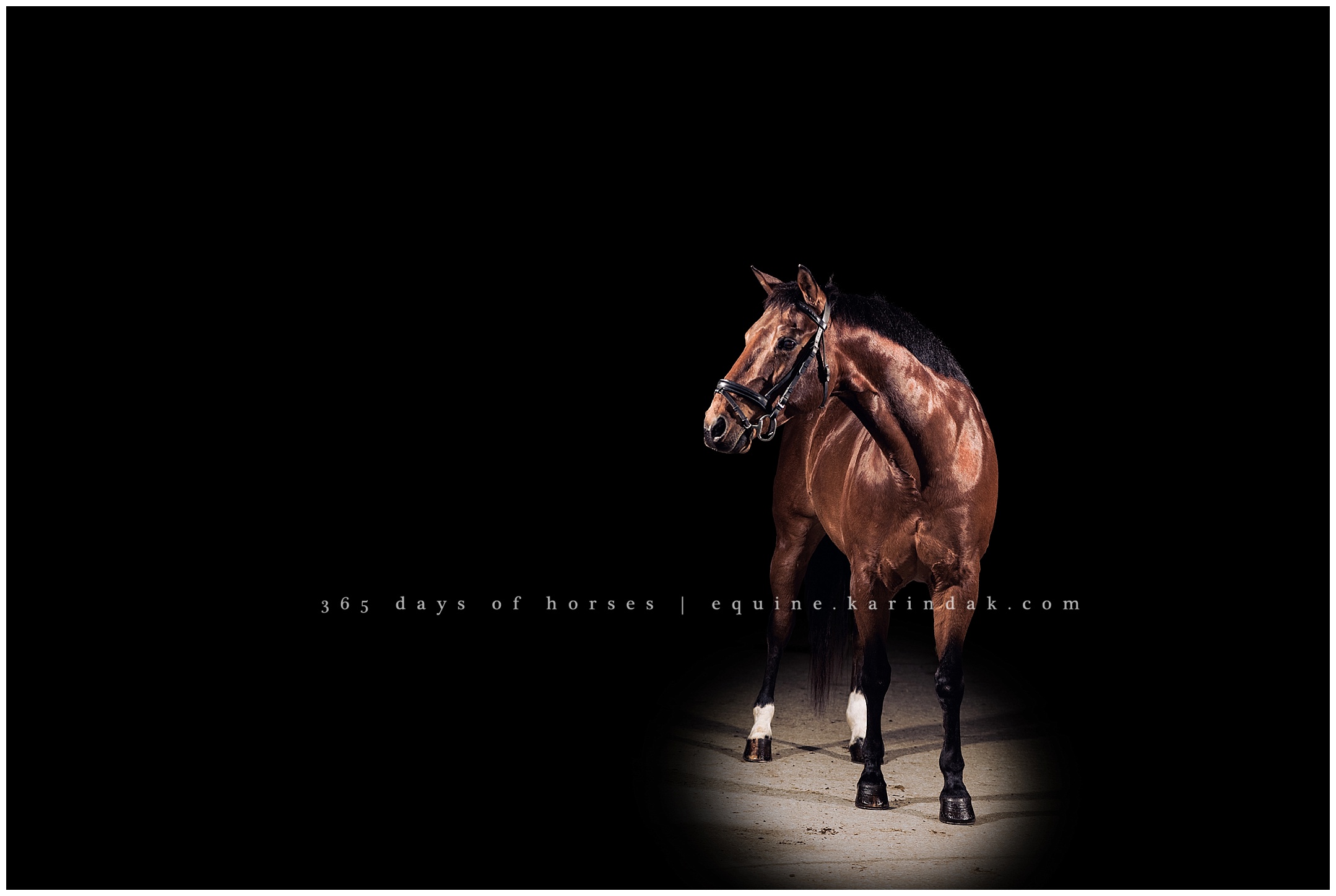 Texas Equine Photographer | Karinda K Texas Equine Photography | equine.test.karindak.com