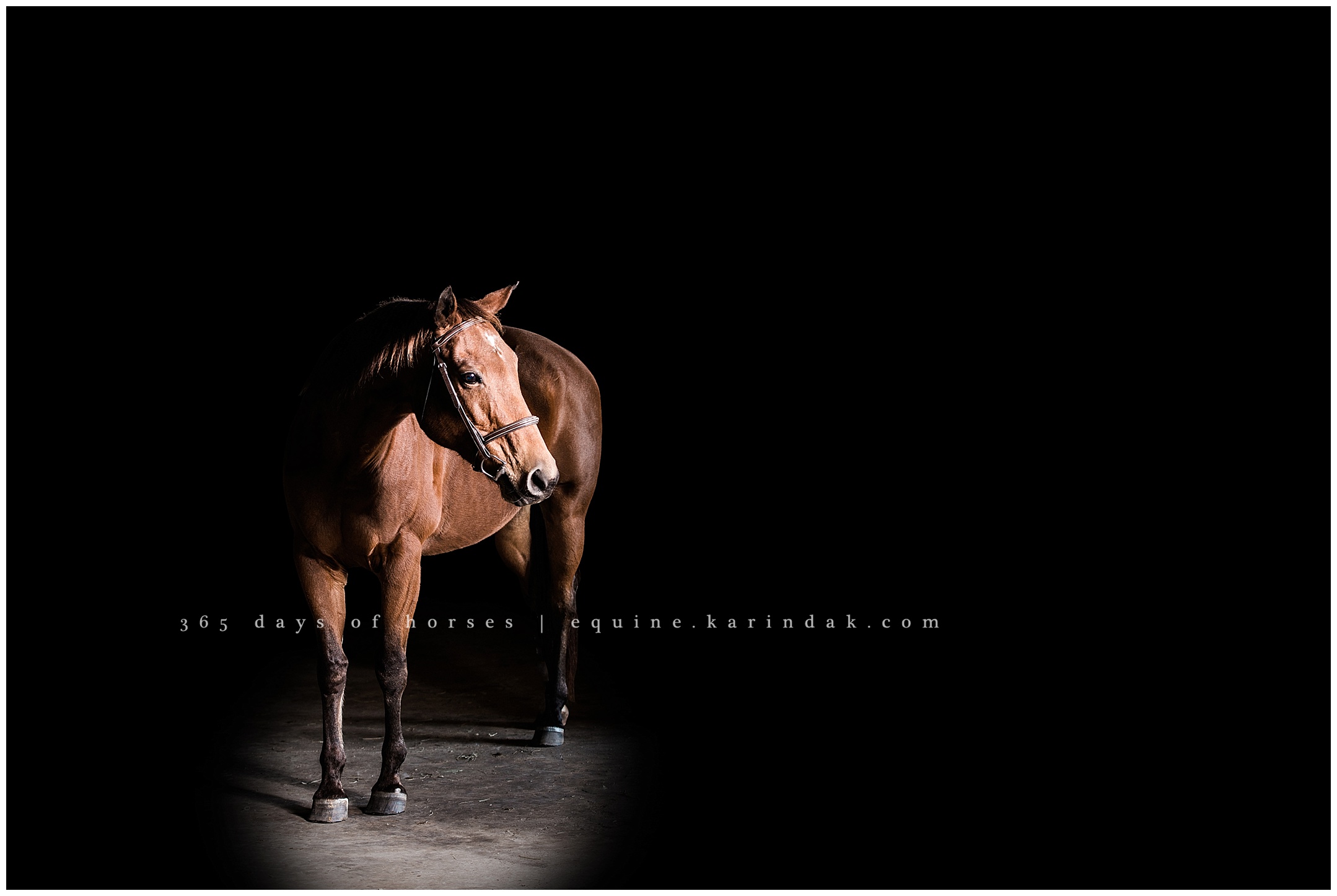 Corpus Christi Equine Photographer | Karinda K Texas Equine Photography | equine.test.karindak.com