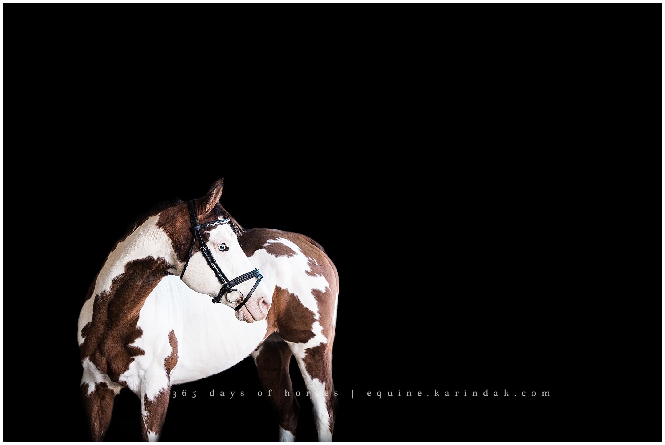 Austin Equine Photographers | Karinda K Texas Equine Photography | equine.test.karindak.com