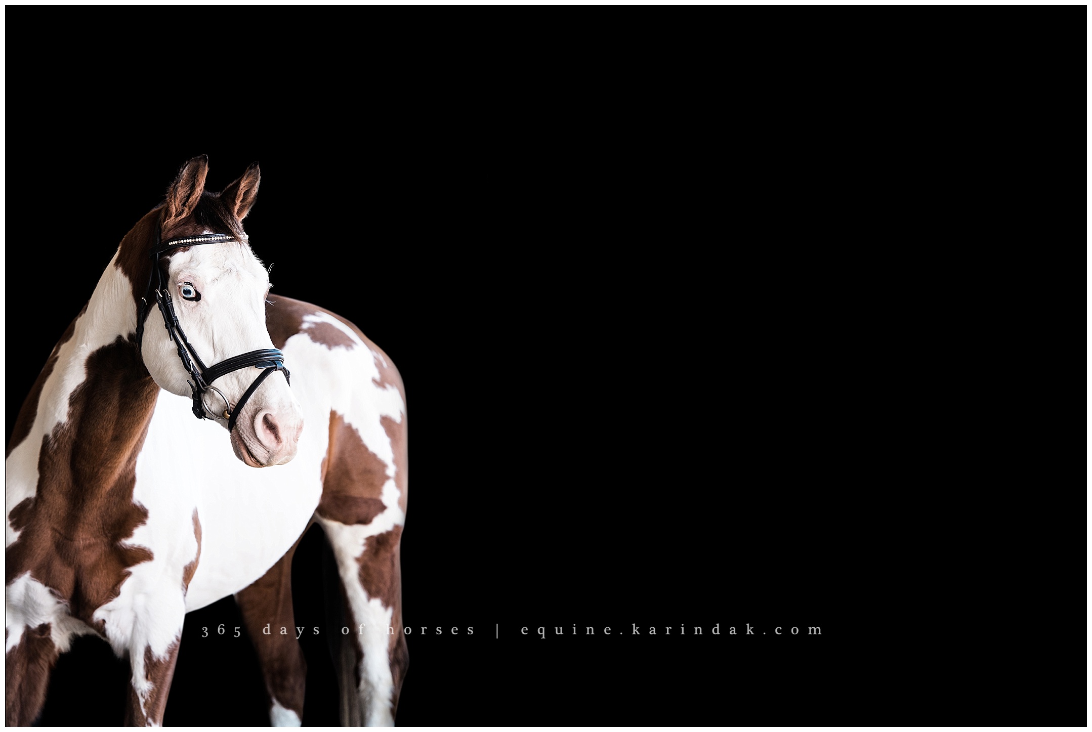 Austin Equine Photographers | Karinda K Texas Equine Photography | equine.test.karindak.com