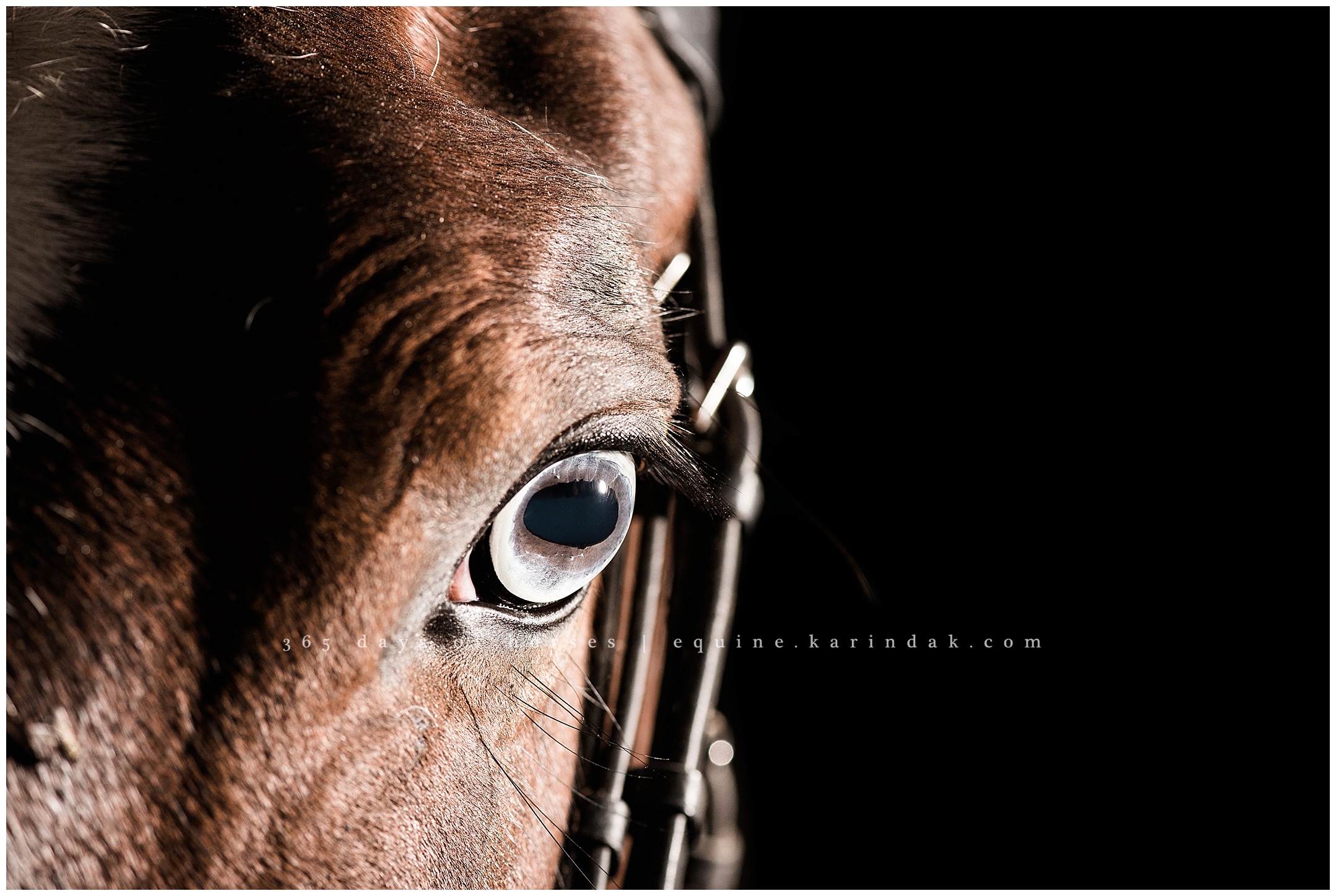 San Antonio Equine Photographer | Karinda K Texas Equine Photography | equine.test.karindak.com