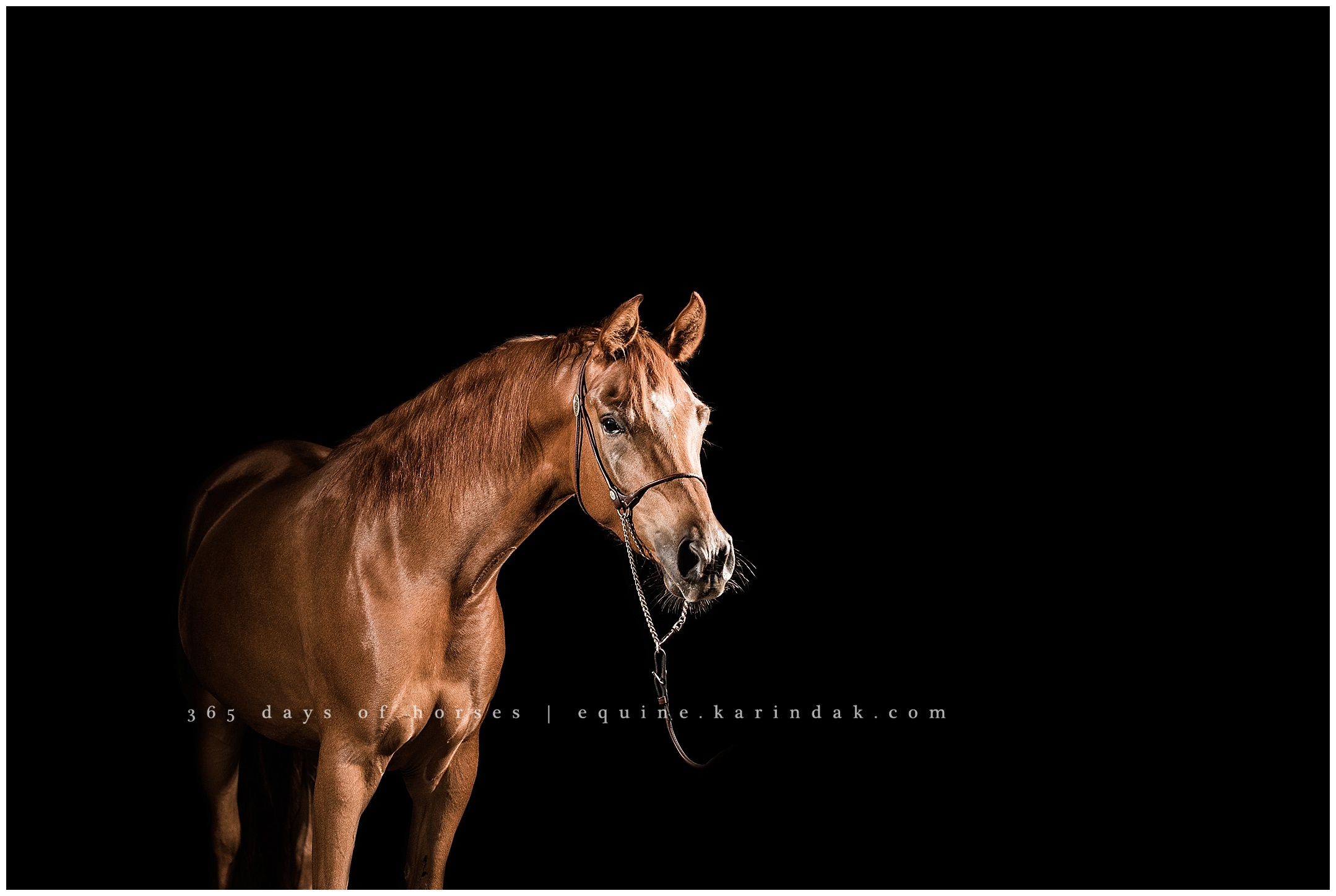 Texas Equine Photographer | Karinda K Texas Equine Photography | equine.test.karindak.com