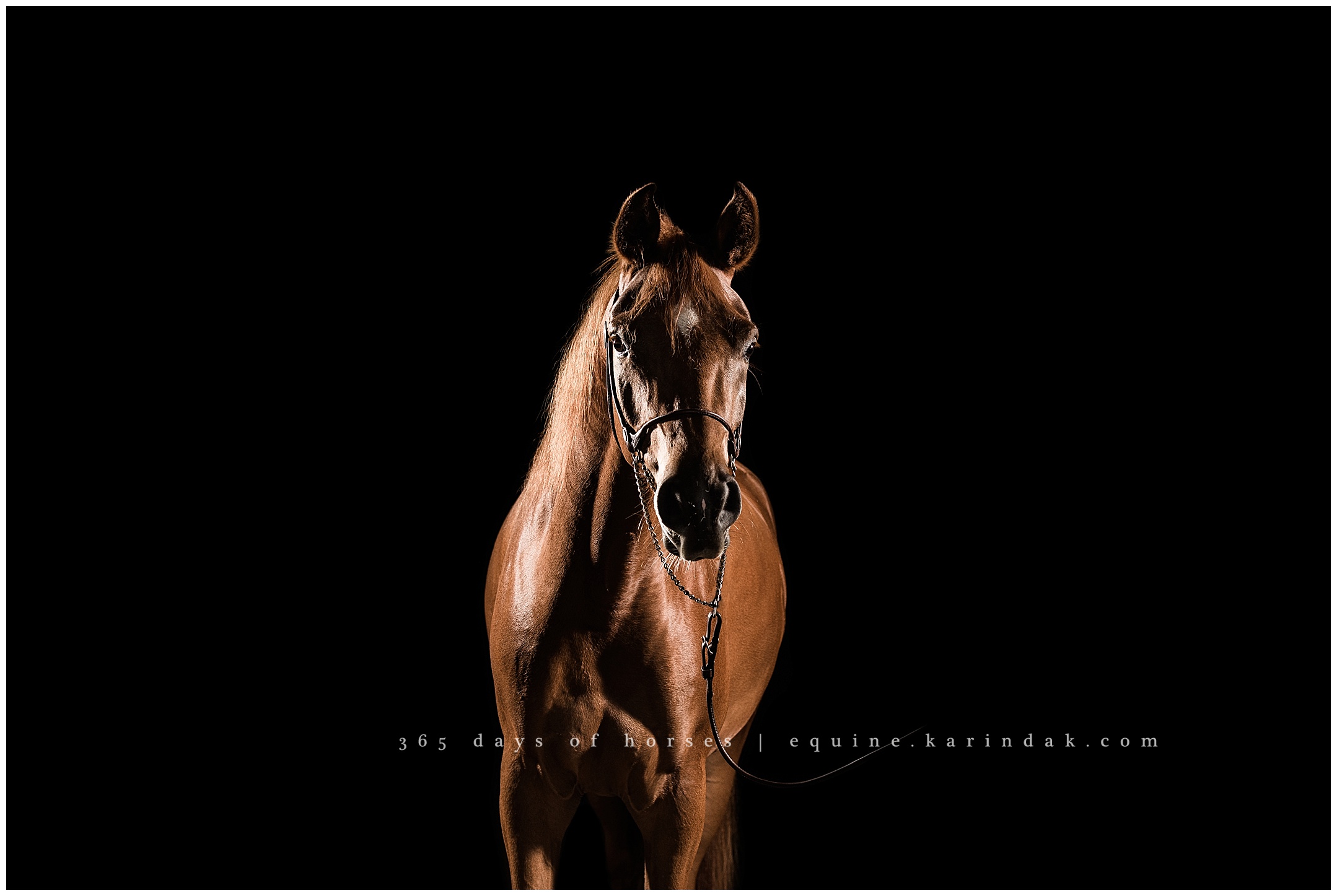 Texas Equine Photographer | Karinda K Texas Equine Photography | equine.test.karindak.com