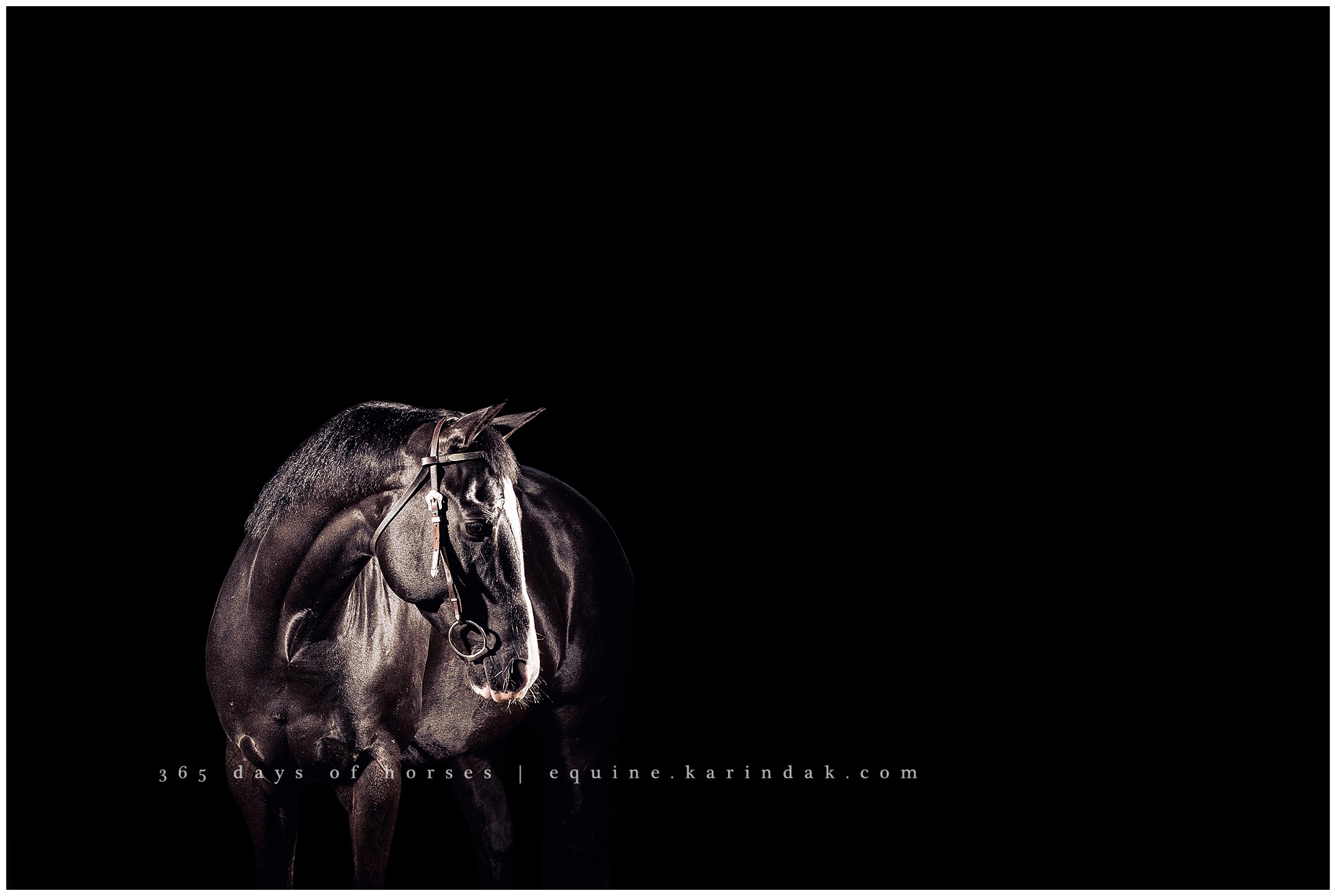 Houston Equine Photography | Karinda K Texas Equine Photography | equine.test.karindak.com