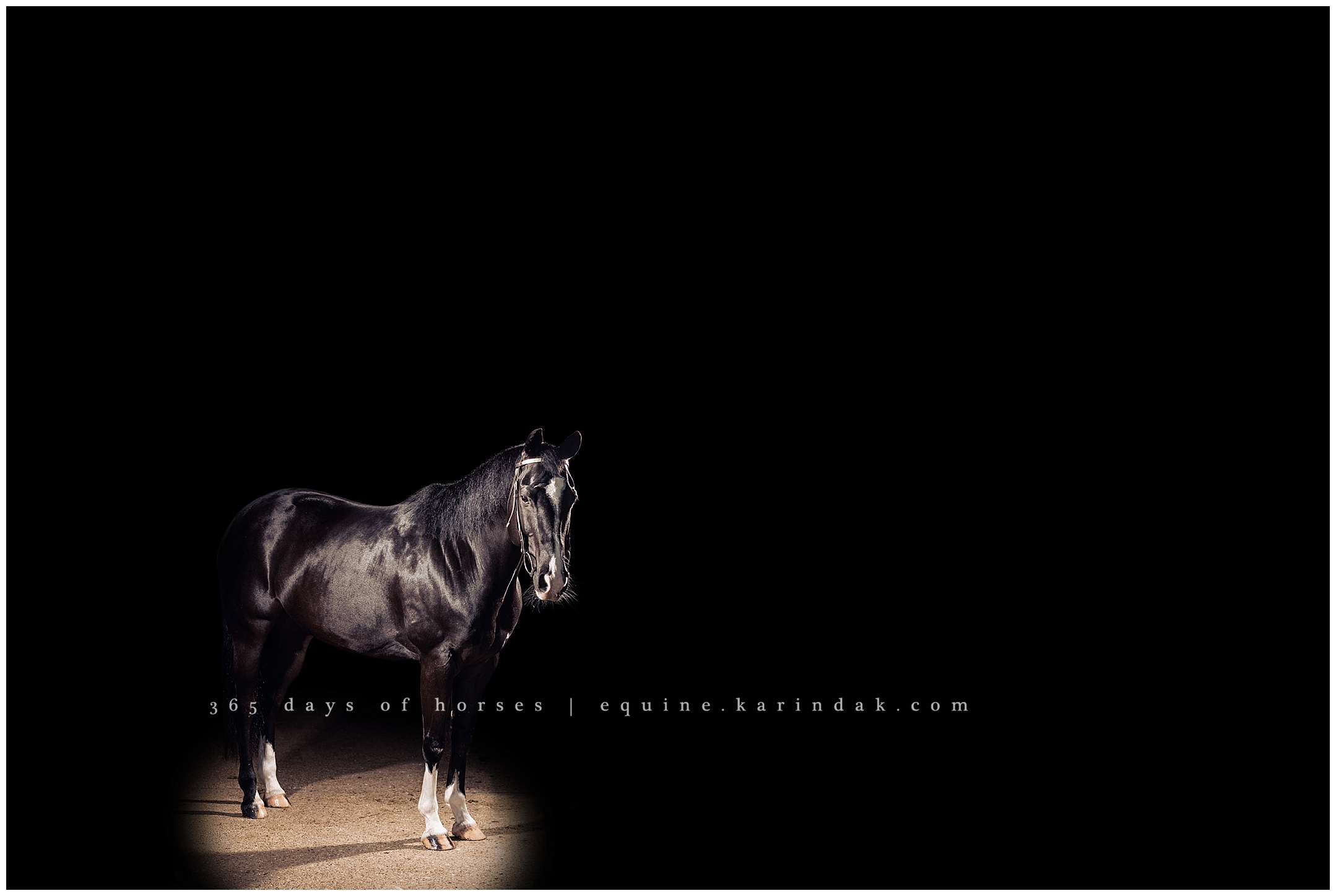 Houston Equine Photography | Karinda K Texas Equine Photography | equine.test.karindak.com