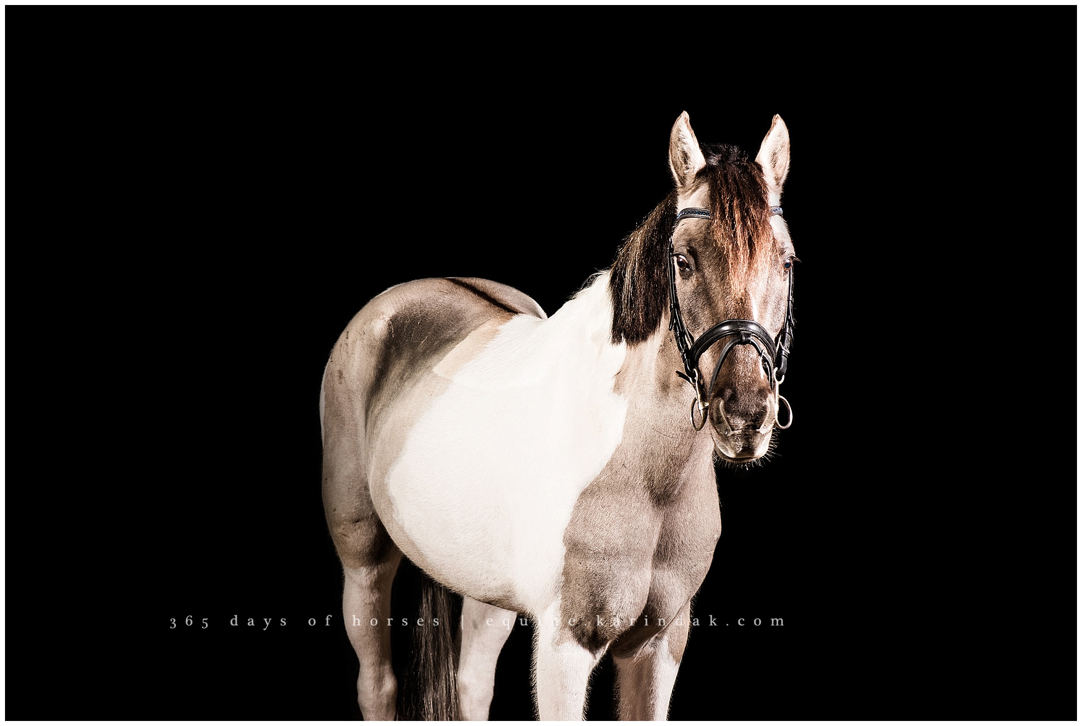 Austin Horse Portraits | Karinda K Texas Equine Photography | equine.test.karindak.com