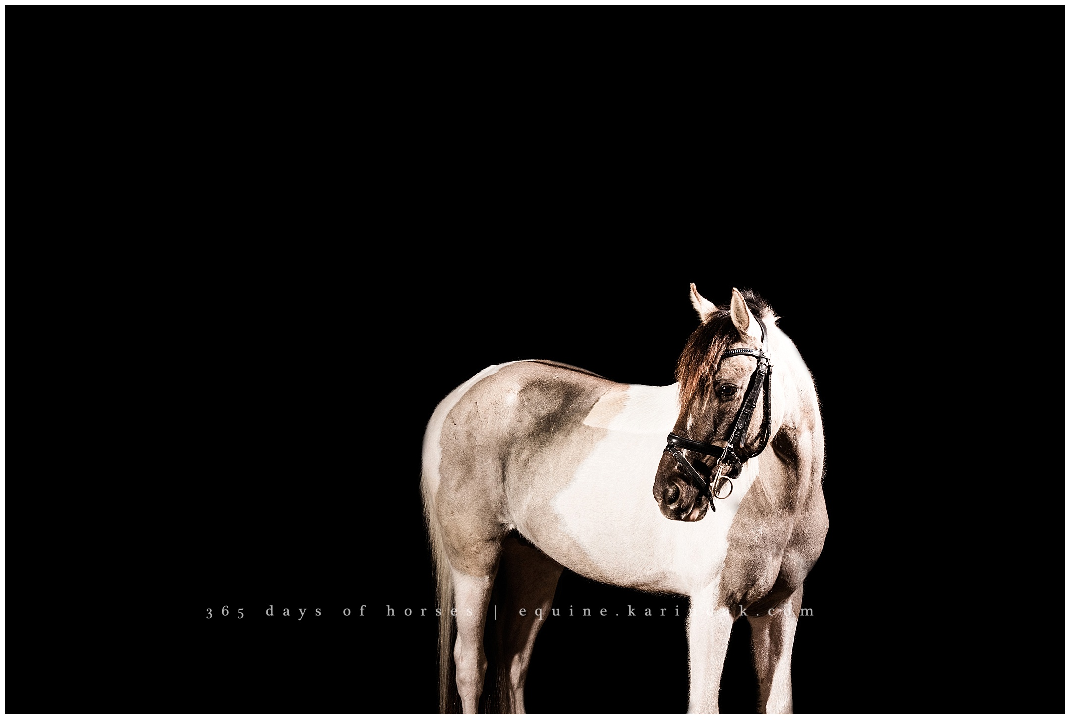 Austin Horse Portraits | Karinda K Texas Equine Photography | equine.test.karindak.com