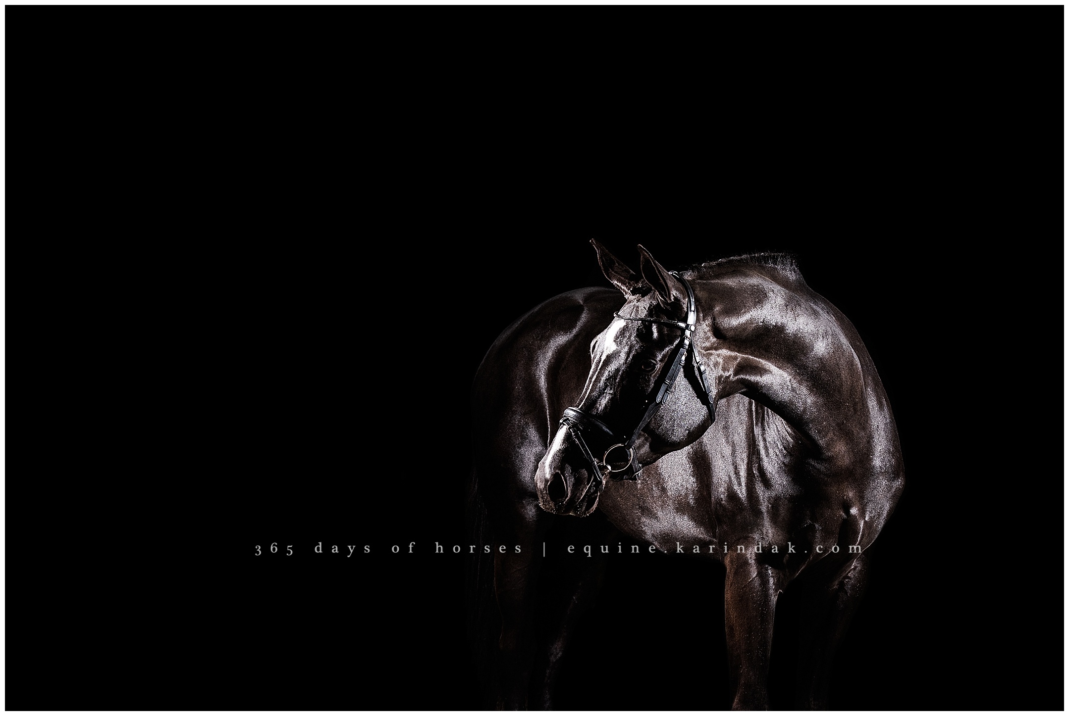 Dallas Equine Photographer | Karinda K Texas Equine Photography | equine.test.karindak.com