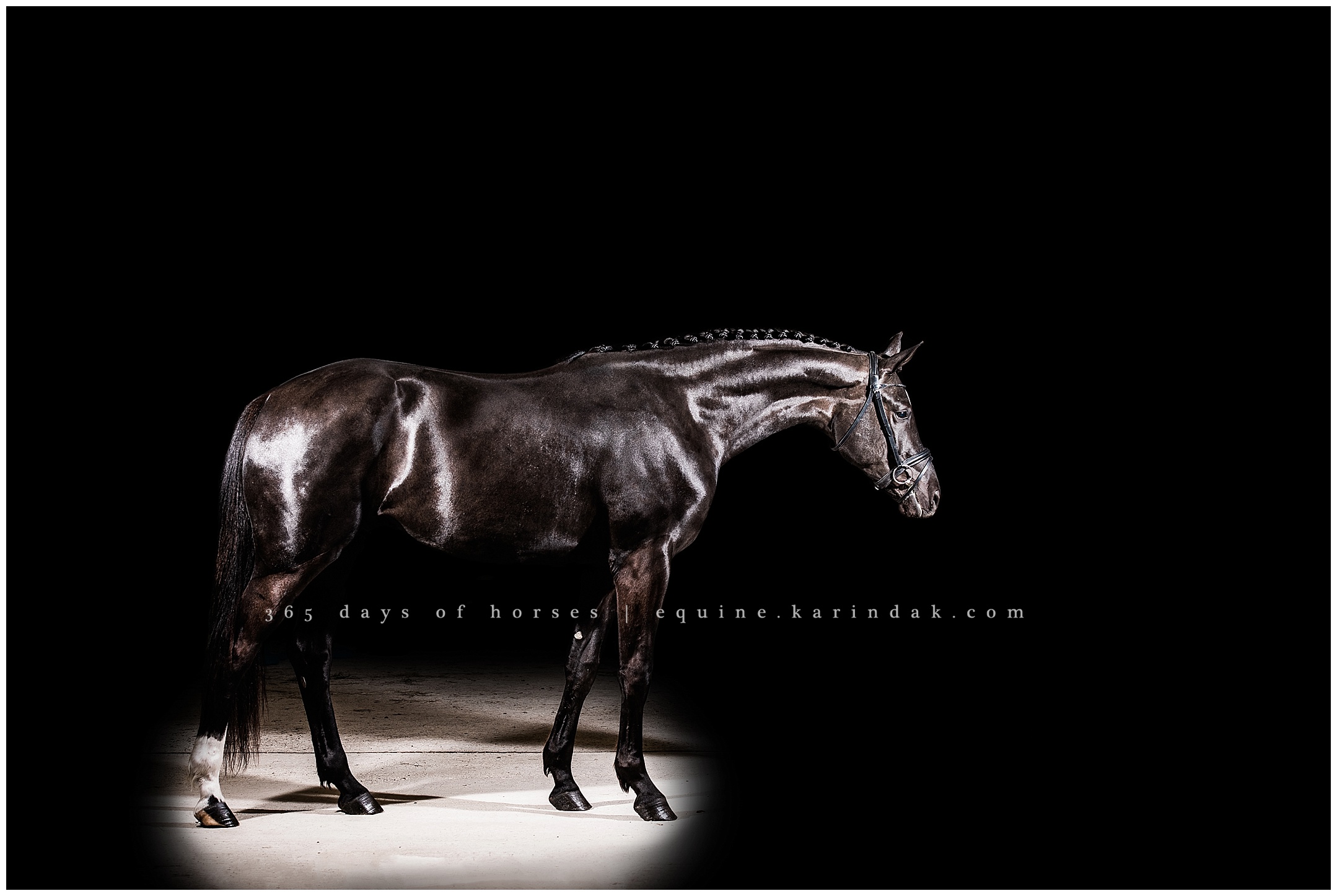 Dallas Equine Photographer | Karinda K Texas Equine Photography | equine.test.karindak.com