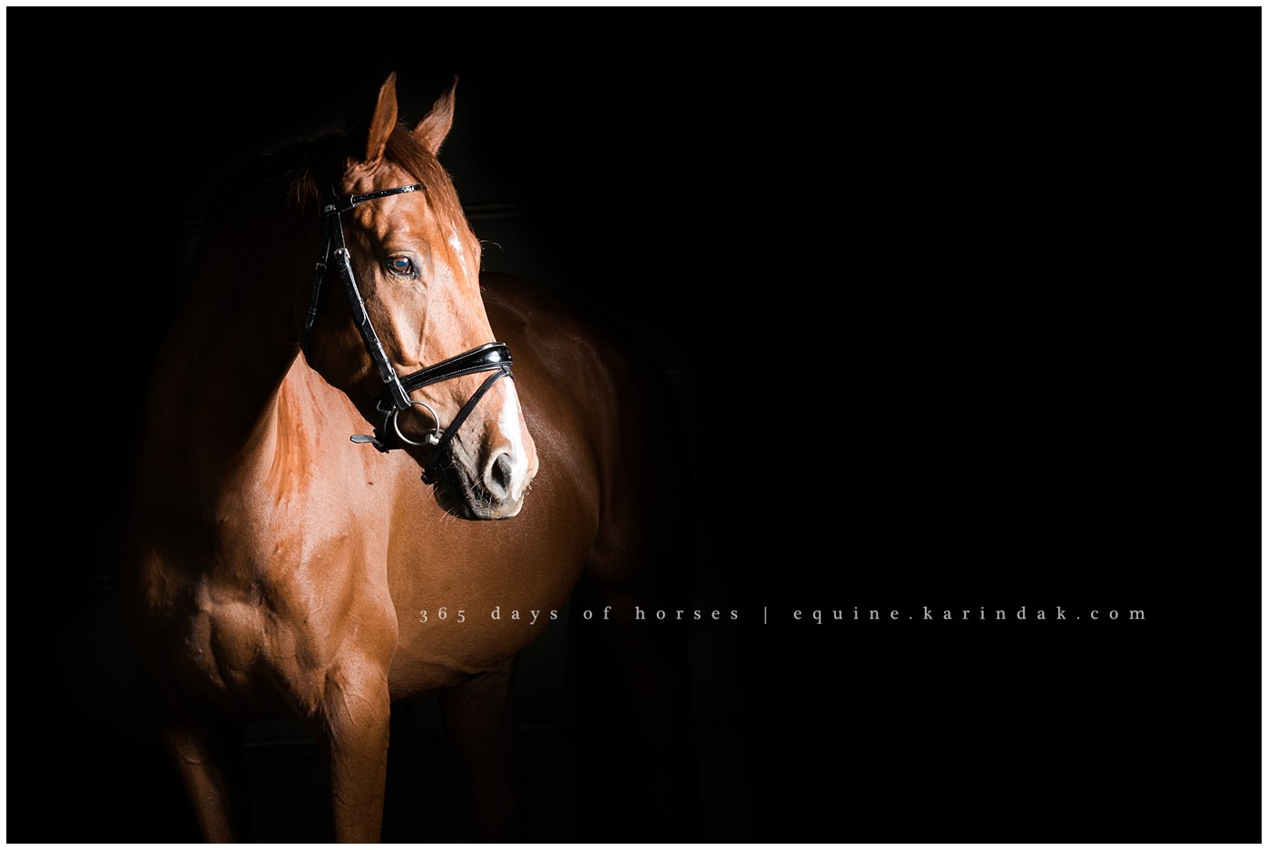 Texas Equine Photographer | Karinda K Texas Equine Photography | equine.test.karindak.com