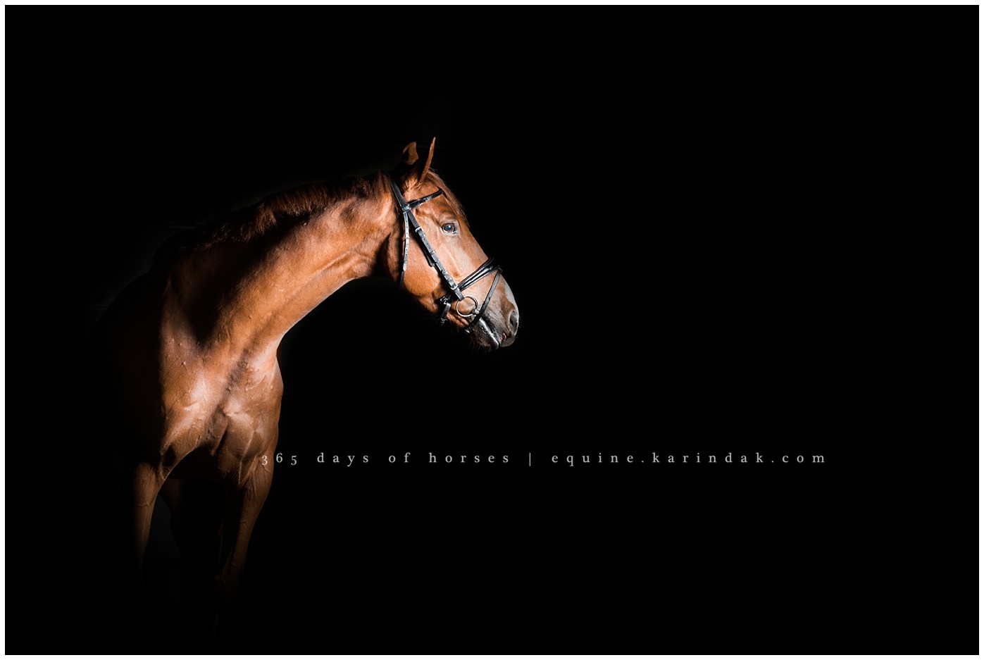 Texas Equine Photographer | Karinda K Texas Equine Photography | equine.test.karindak.com