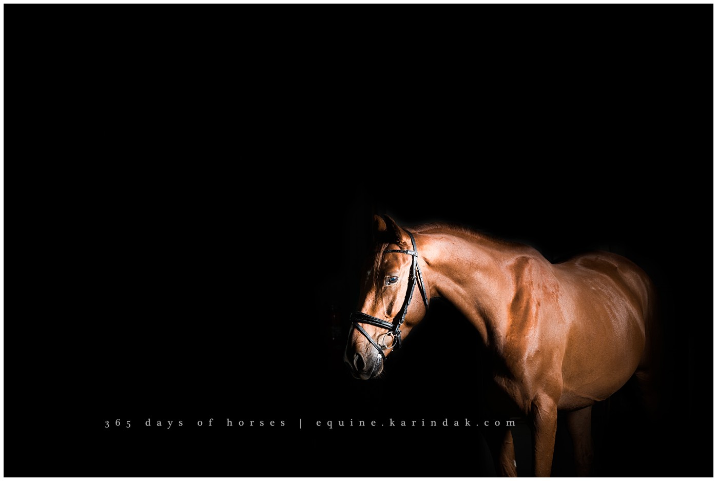 Texas Equine Photographer | Karinda K Texas Equine Photography | equine.test.karindak.com