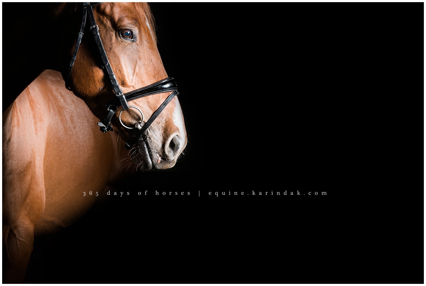 Texas Equine Photographer | Karinda K Texas Equine Photography | equine.test.karindak.com