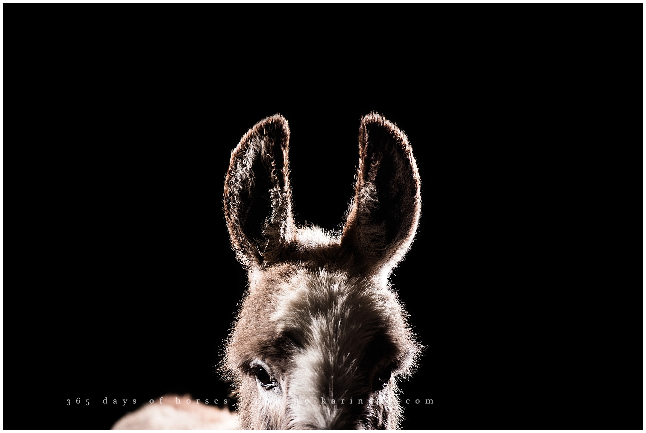 Lexington Kentucky Equine Photographer | Karinda K Texas Equine Photography | equine.test.karindak.com