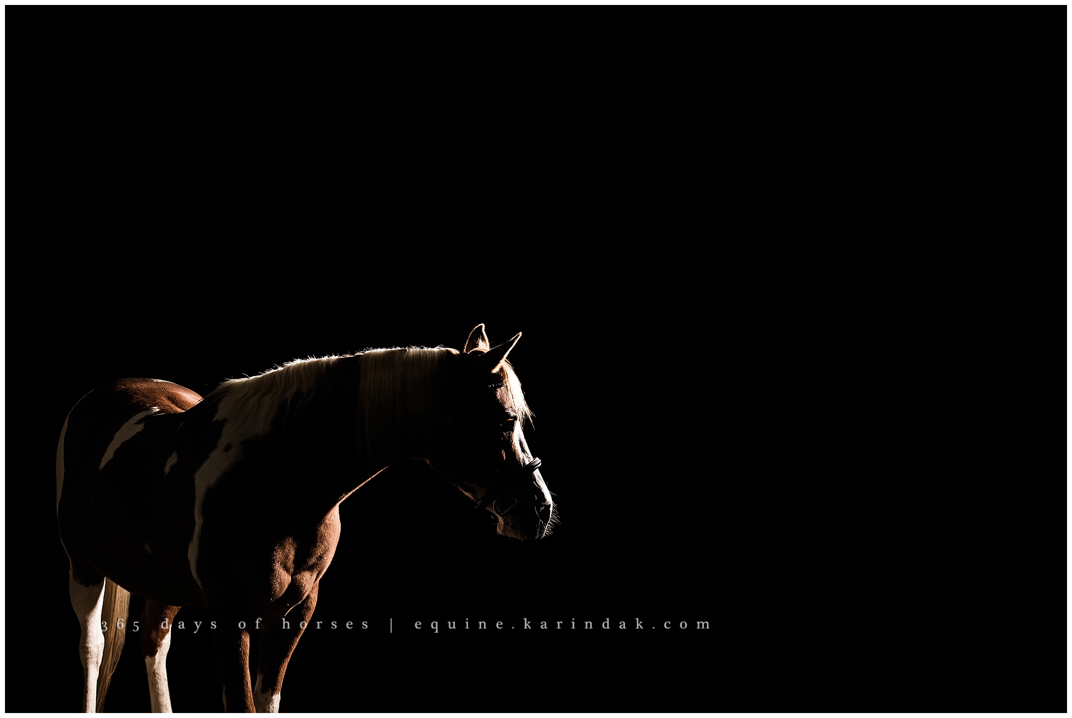 Texas Equine Photographer | Karinda K Texas Equine Photography | equine.test.karindak.com