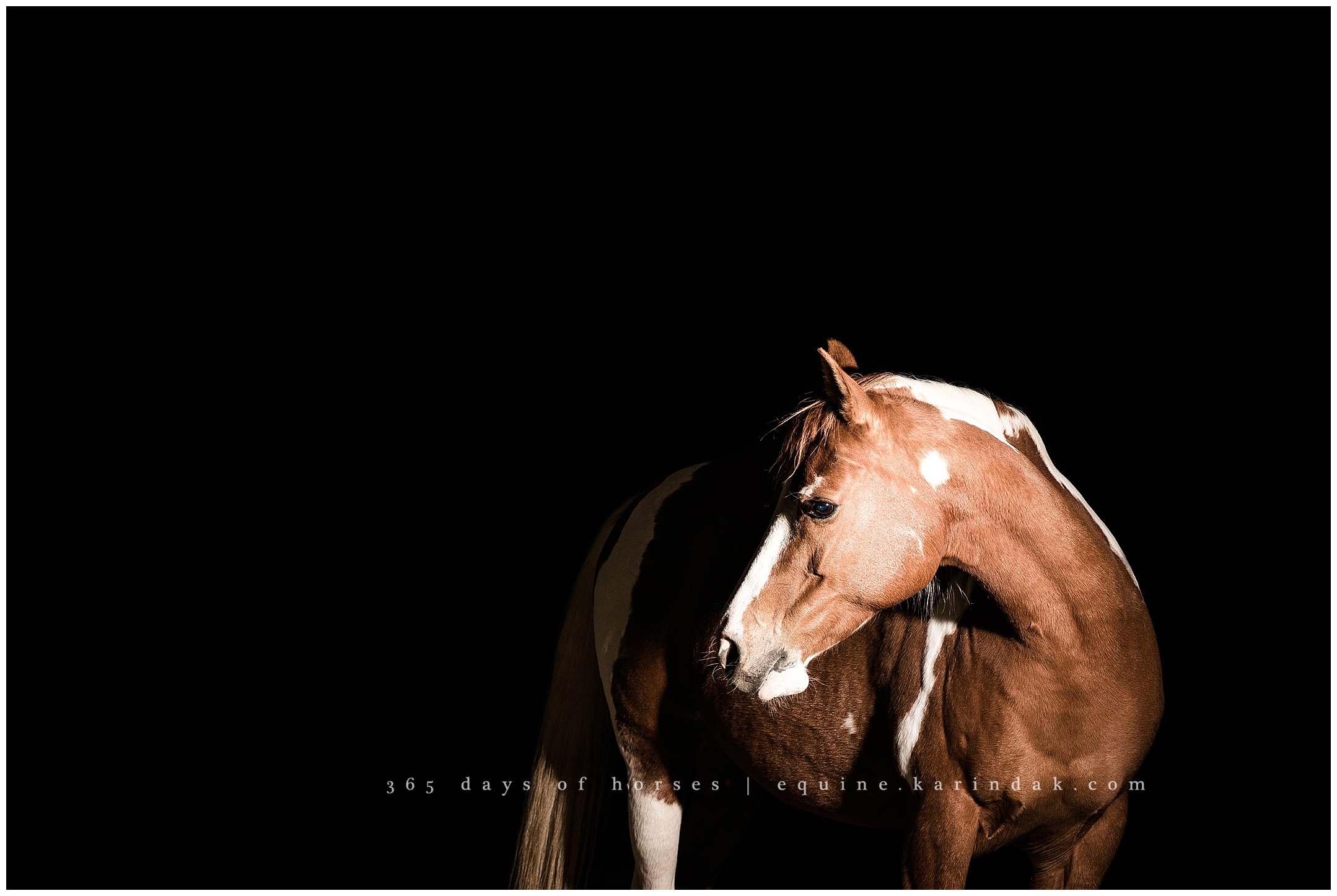 Texas Equine Photographer | Karinda K Texas Equine Photography | equine.test.karindak.com