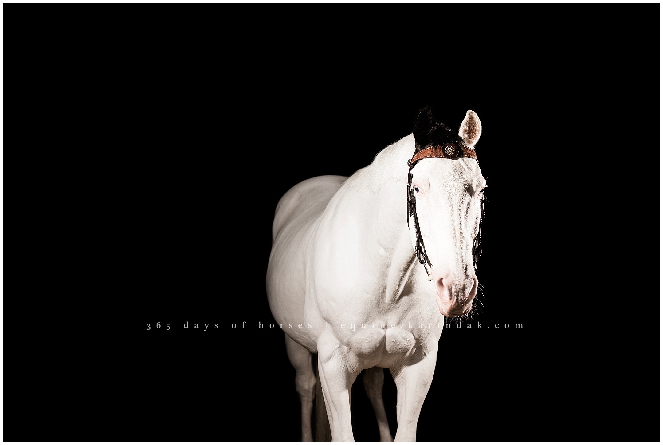 Wellington Florida Equine Photographer | Karinda K Texas Equine Photography | equine.test.karindak.com