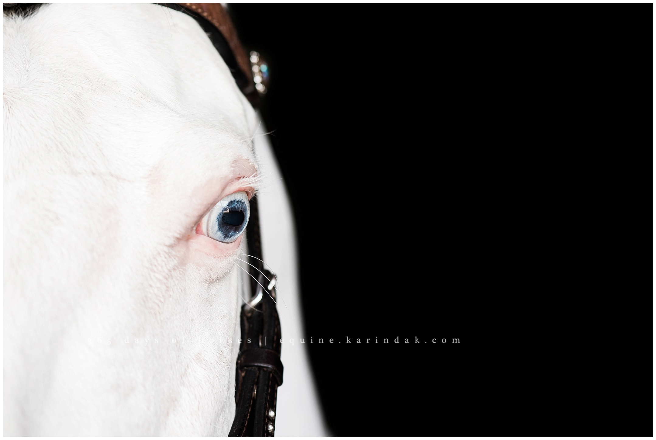 Wellington Florida Equine Photographer | Karinda K Texas Equine Photography | equine.test.karindak.com