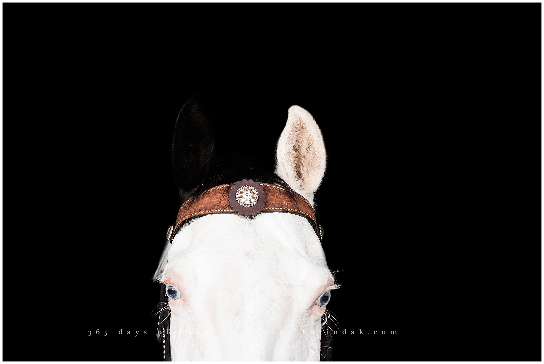 Wellington Florida Equine Photographer | Karinda K Texas Equine Photography | equine.test.karindak.com