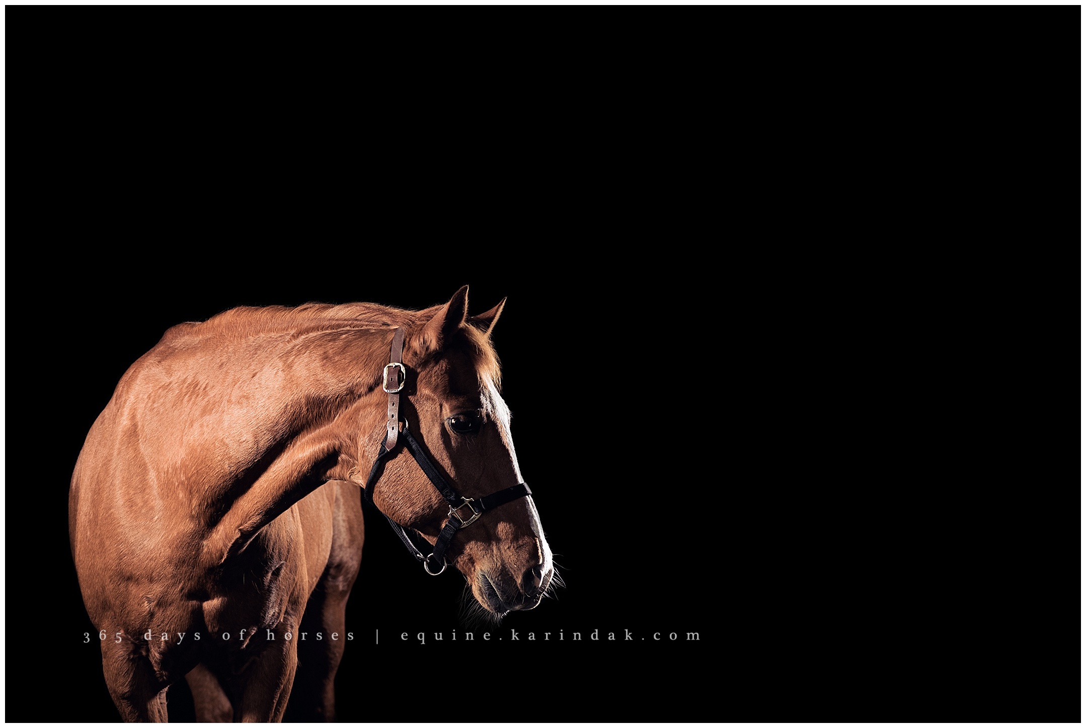 Wellington Florida Equine Photographer | Karinda K Texas Equine Photography | equine.test.karindak.com