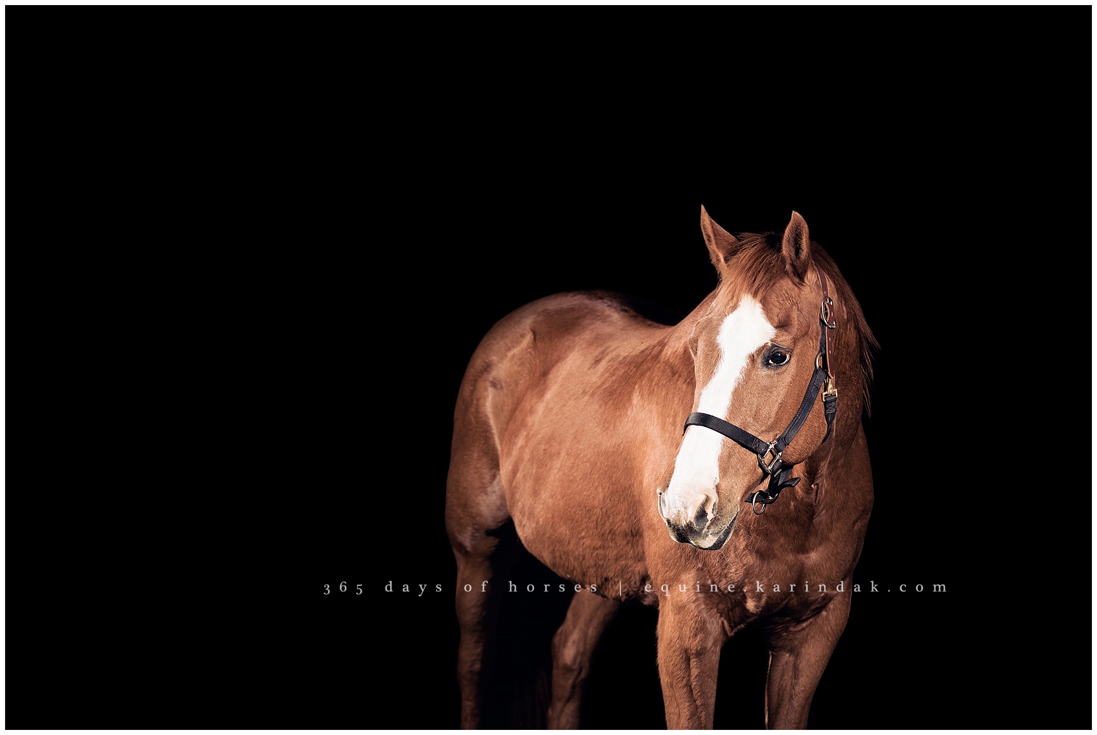 Wellington Florida Equine Photographer | Karinda K Texas Equine Photography | equine.test.karindak.com