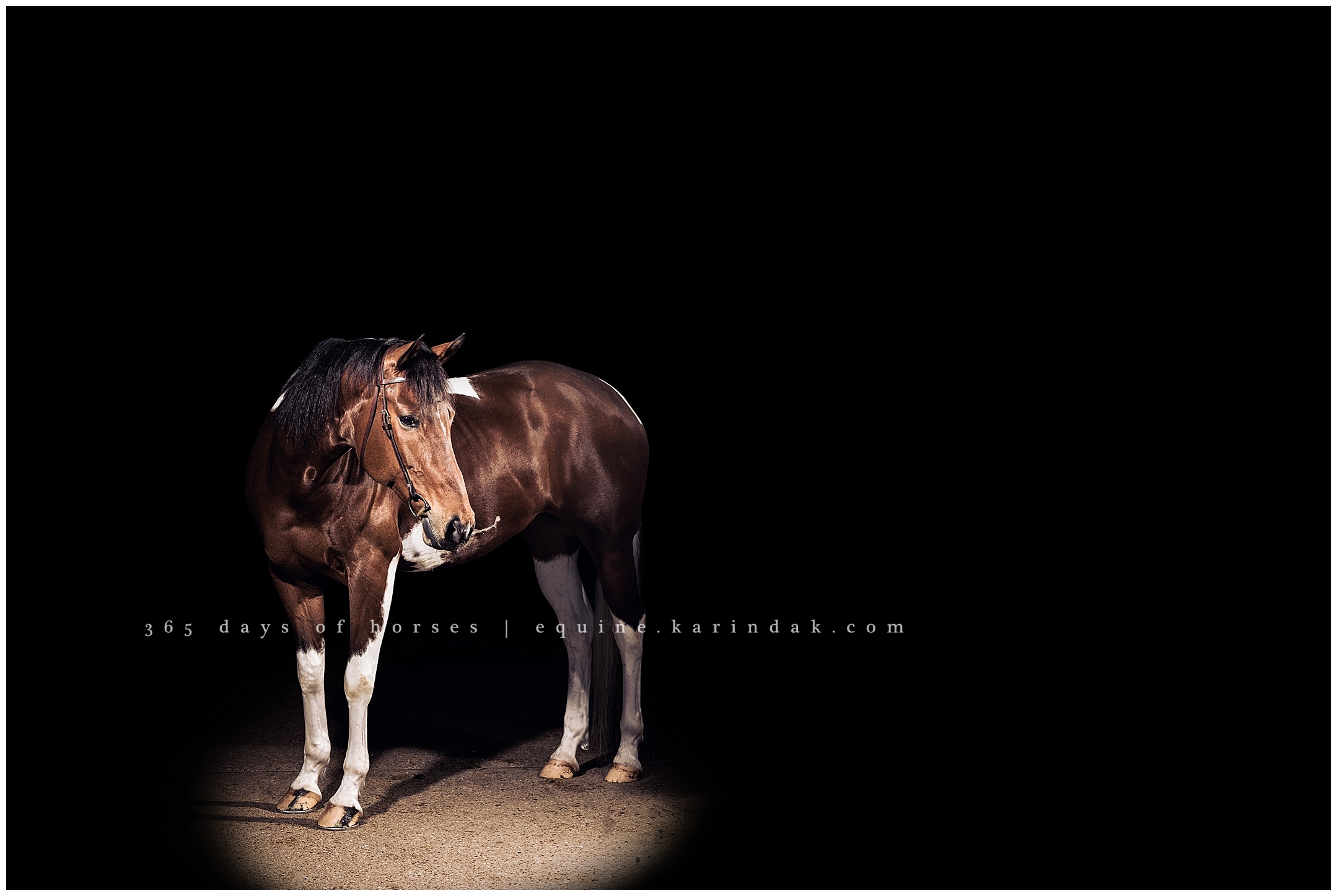 Lexington Kentucky Equine Photographer | Karinda K Texas Equine Photography | equine.test.karindak.com