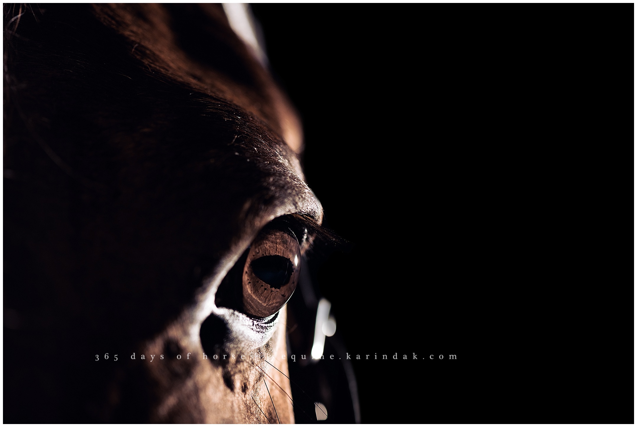 Lexington Kentucky Equine Photographer | Karinda K Texas Equine Photography | equine.test.karindak.com