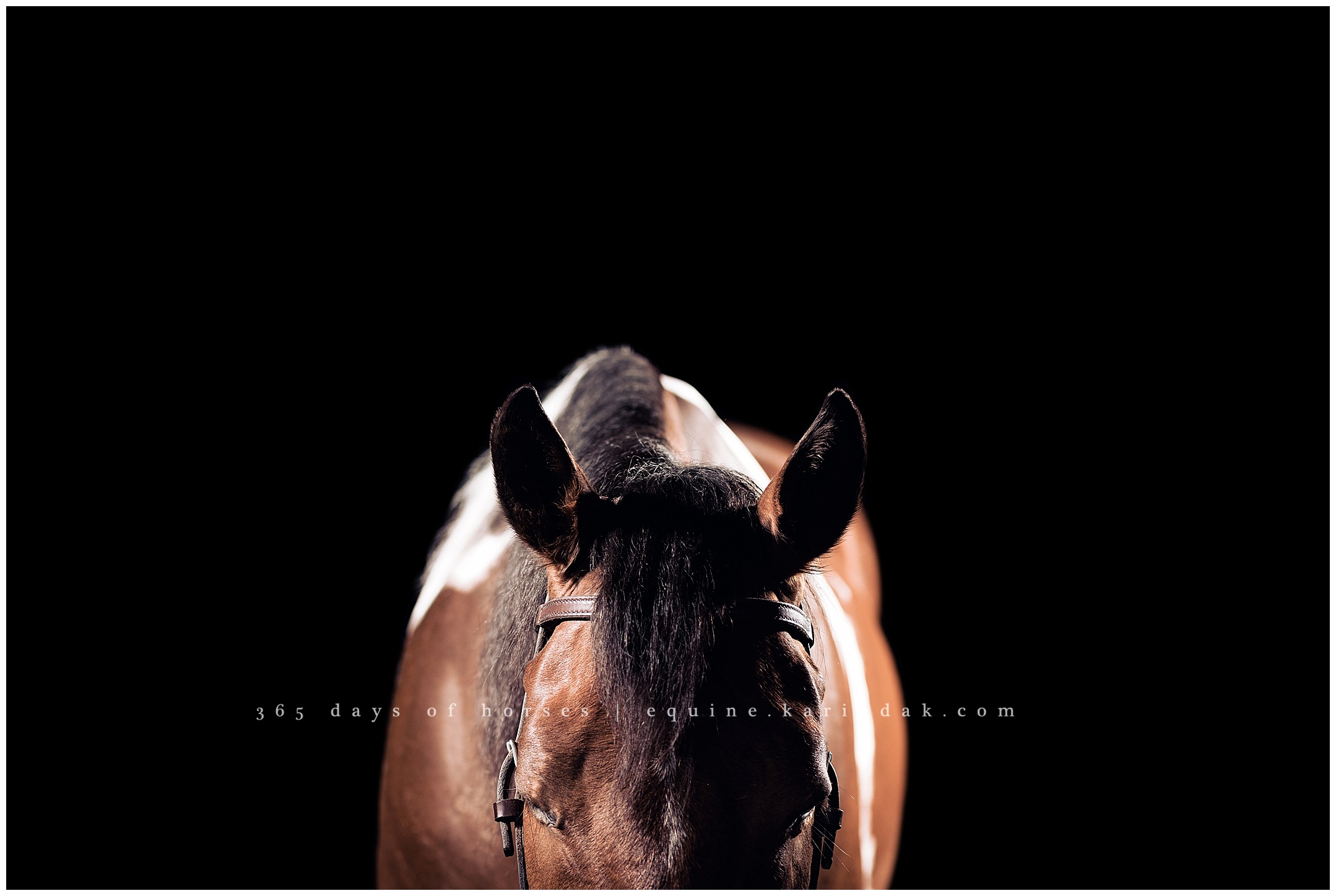 Lexington Kentucky Equine Photographer | Karinda K Texas Equine Photography | equine.test.karindak.com