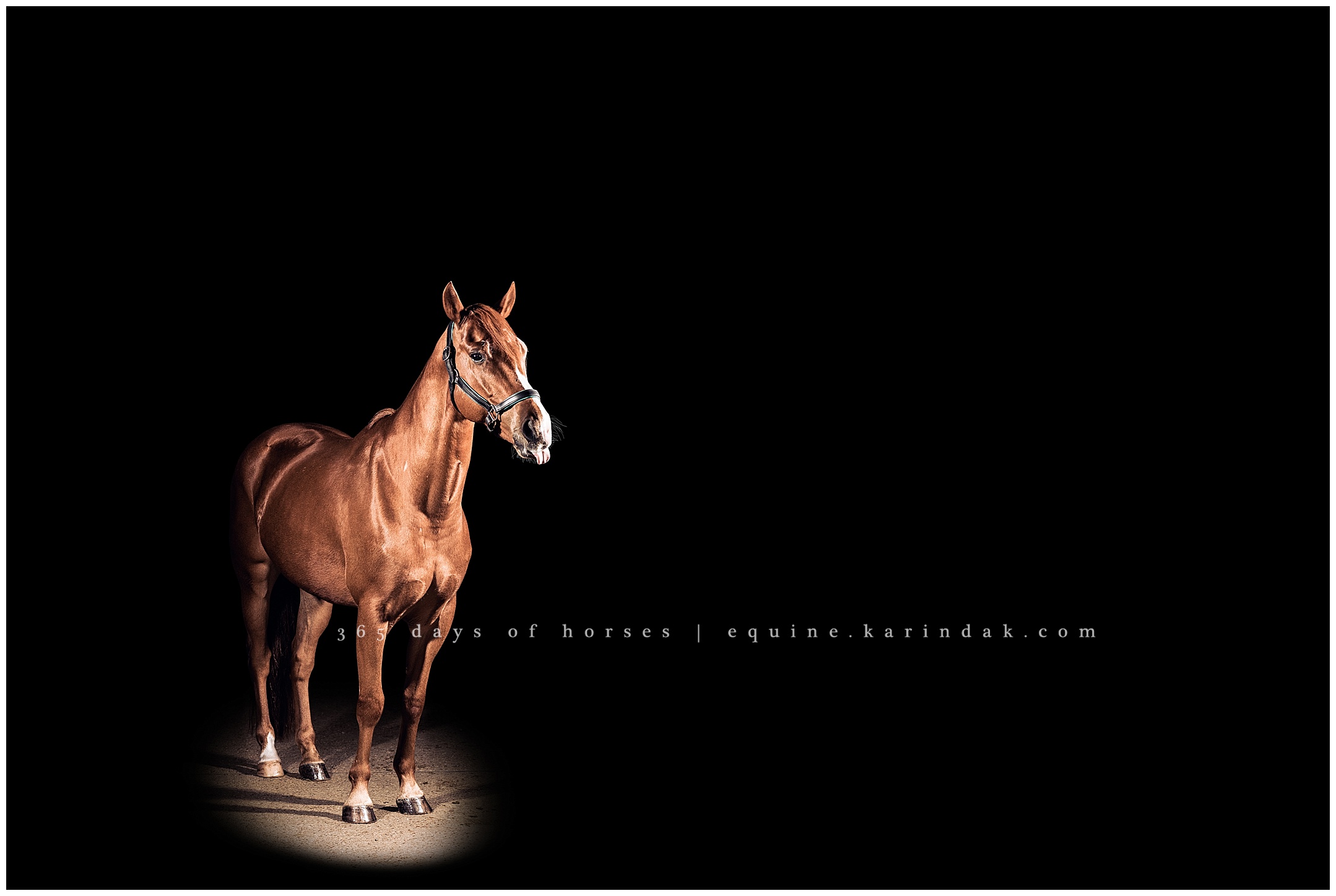 Louisville Kentucky Equine Photographer | Karinda K Texas Equine Photography | equine.test.karindak.com