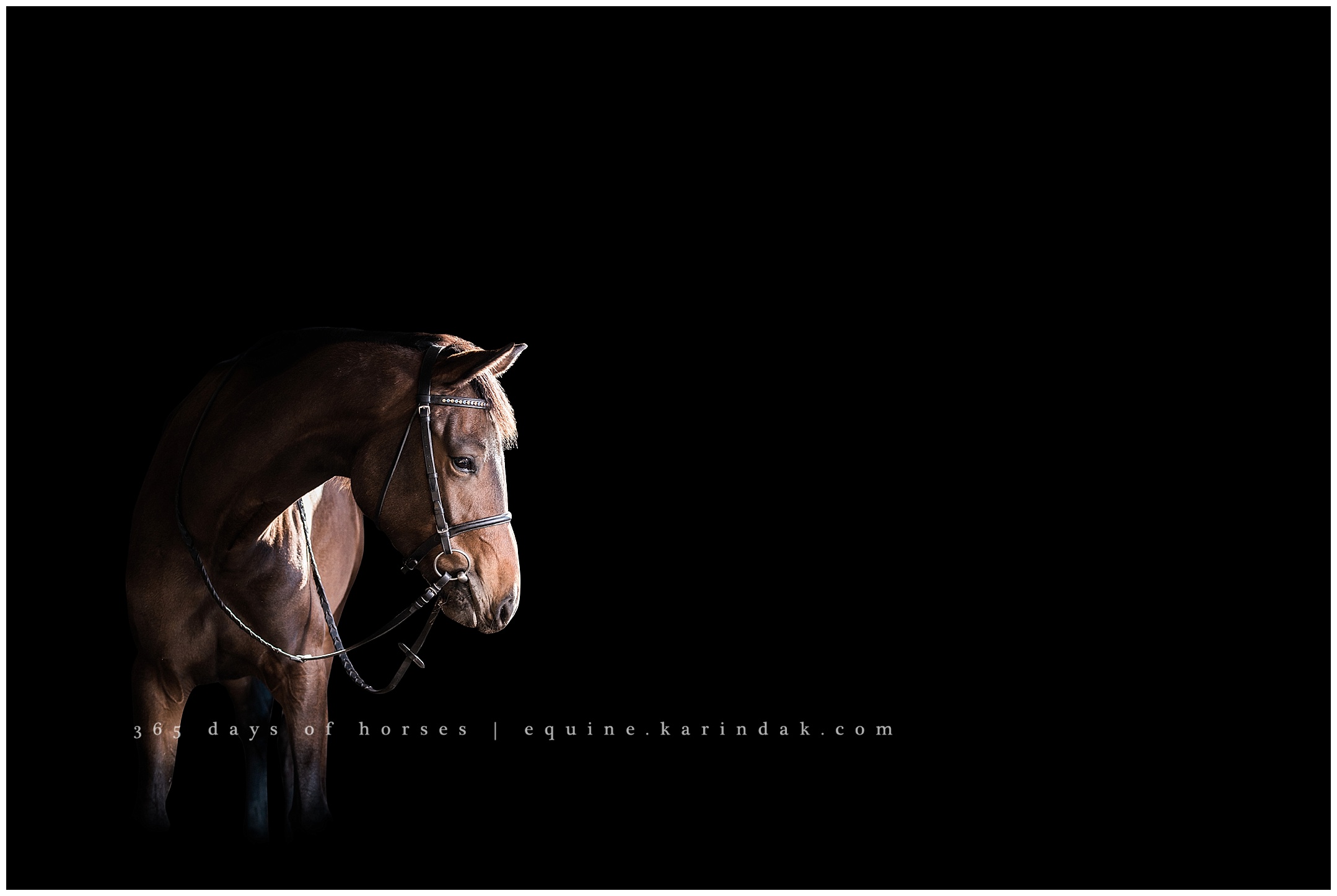 Texas Equine Photographer | Karinda K Texas Equine Photography | equine.test.karindak.com