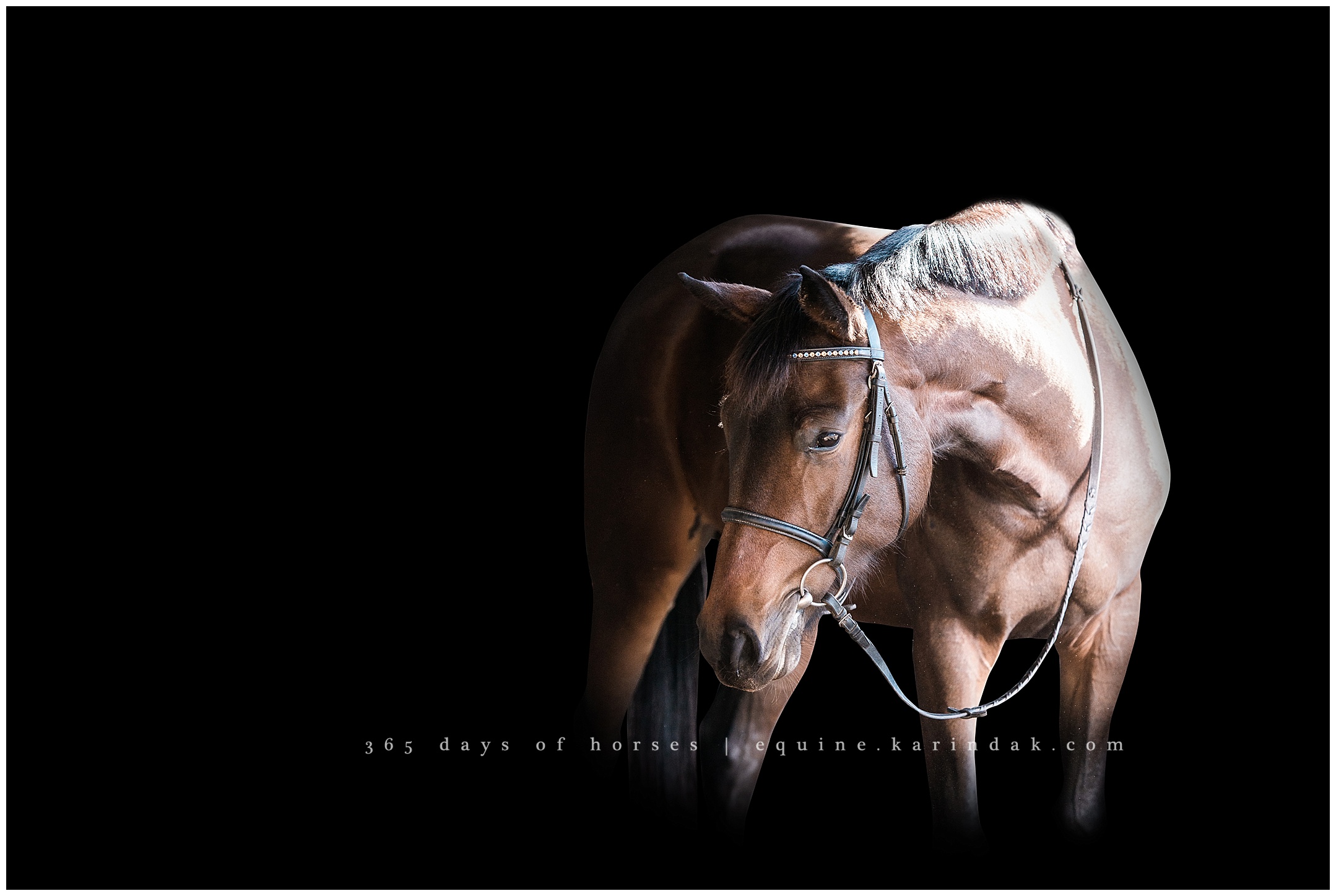 Texas Equine Photographer | Karinda K Texas Equine Photography | equine.test.karindak.com